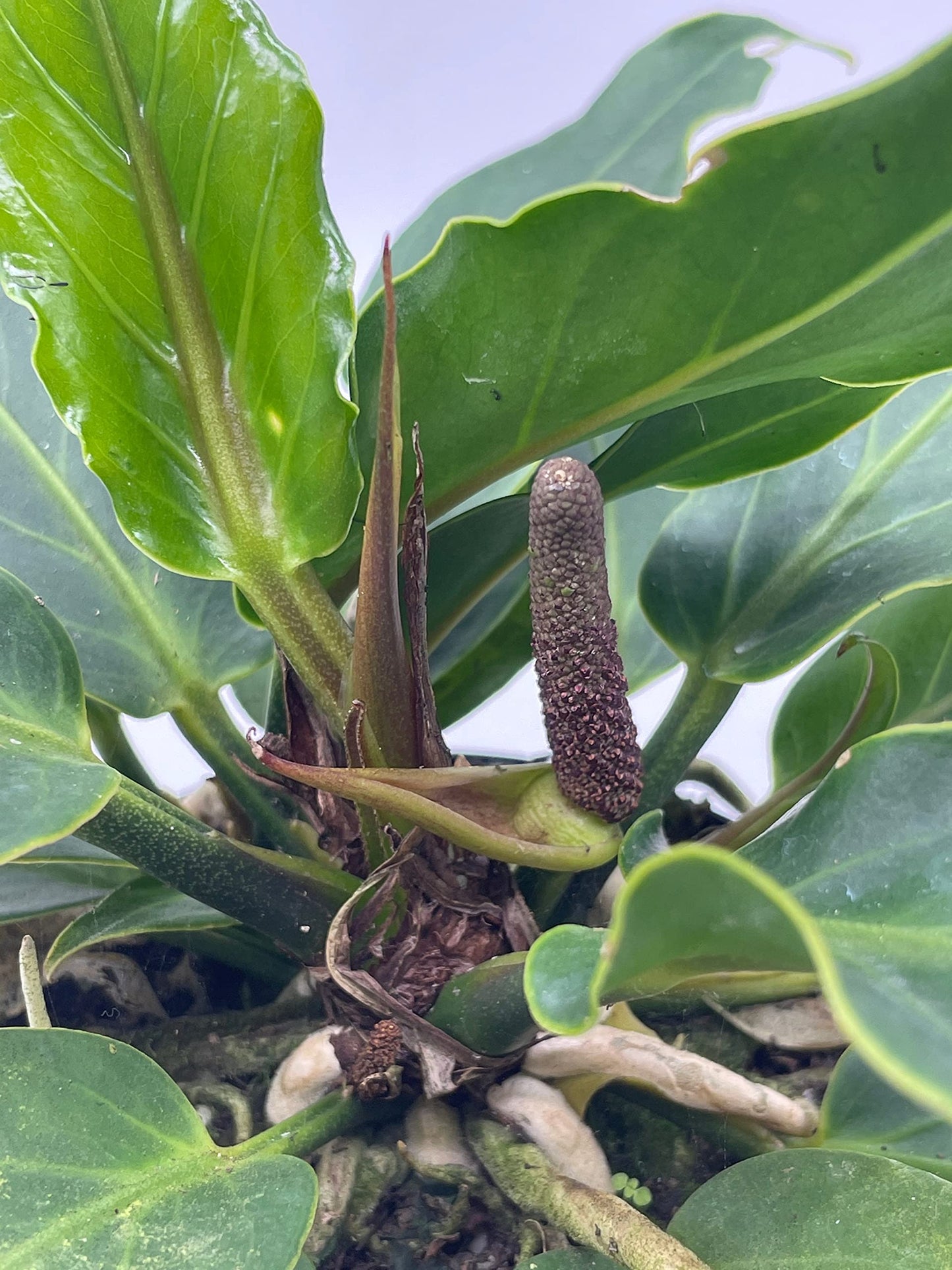 Anthurium Hookeri, Wave of Love, 4 inch Plowmanii Bird's nest