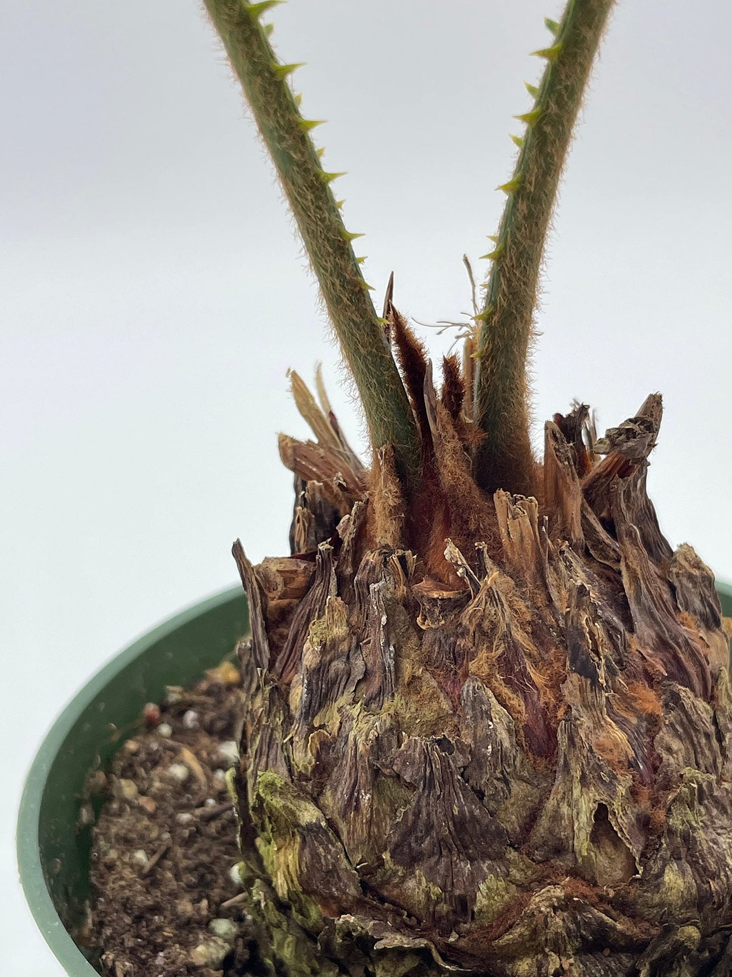 Queen Sago Palm, Cycas rumphii, in a 4 inch Pot (Cycas revoluta)