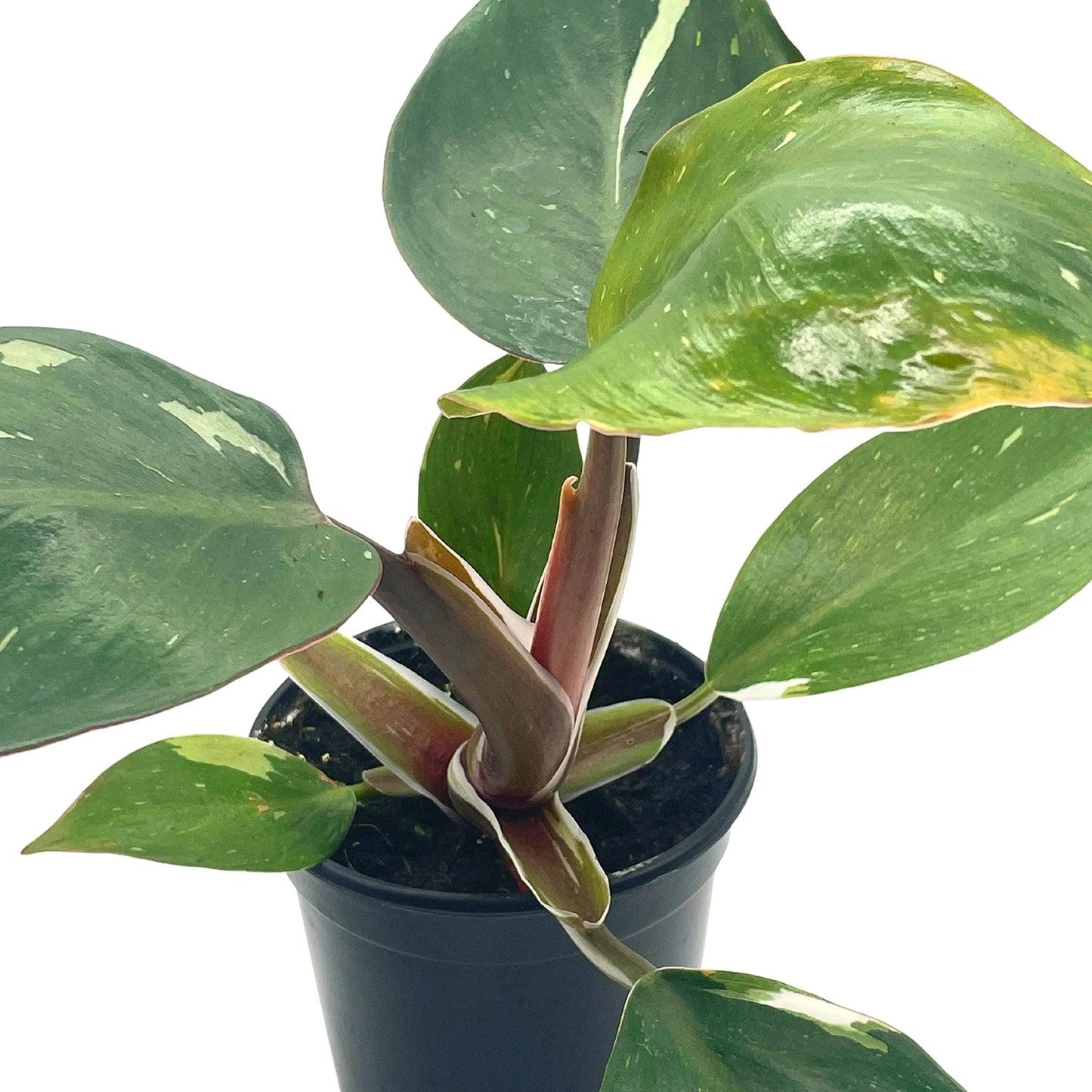 Philo White Knight, 4 inch, Rare Variegated Philodendron erubescens