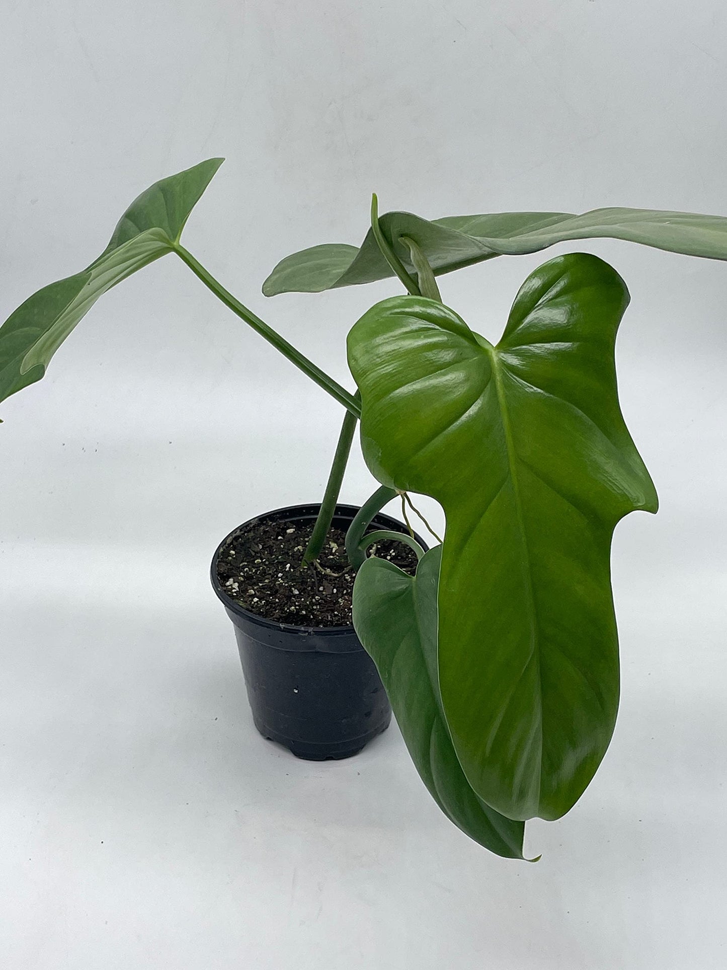 Horse Head Philo, Philodendron Bipennifolium, 4 inch Pot