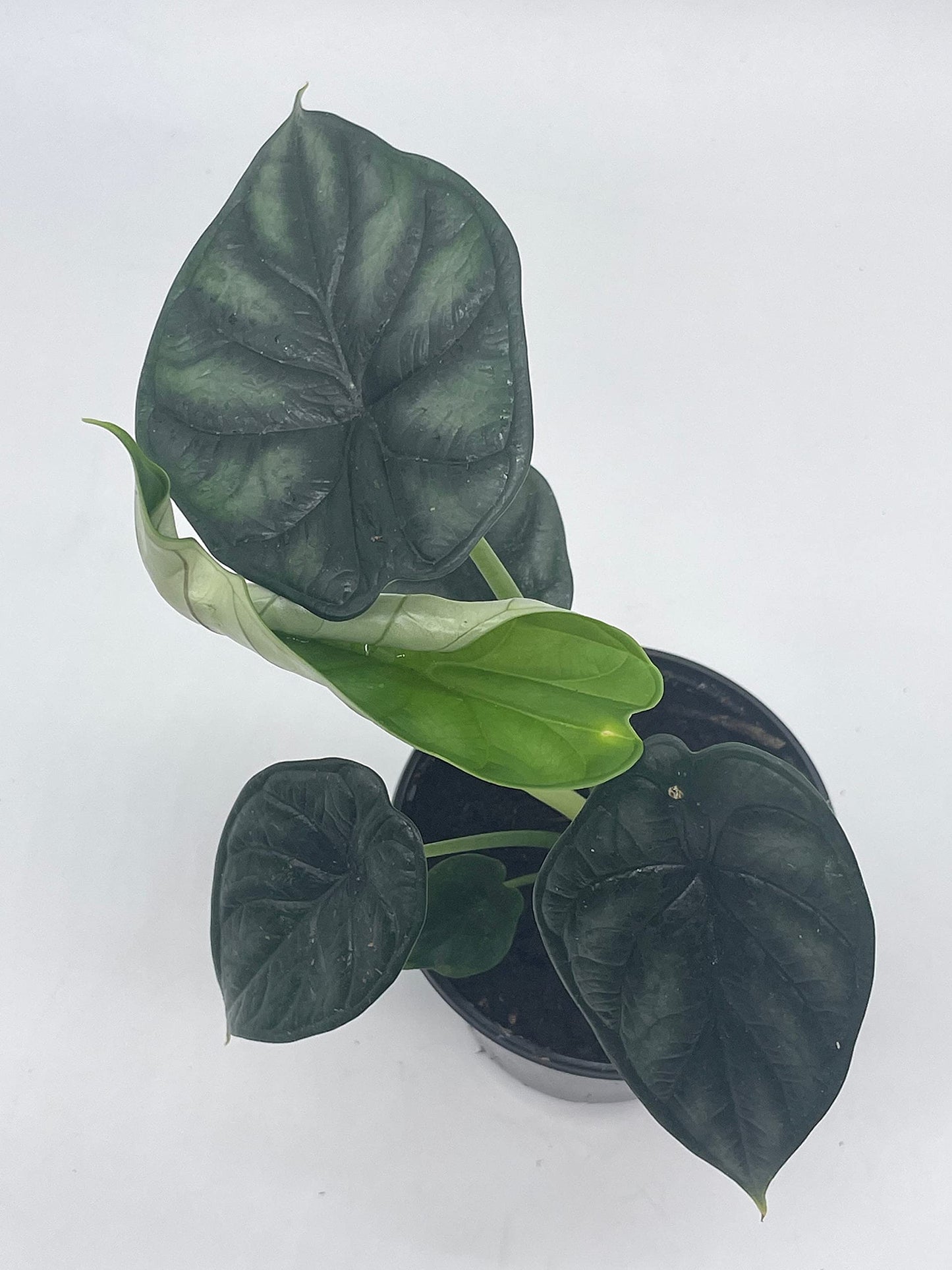 Alocasia Dragon Scale, Alocasia Baginda, Black Dragon Scale, Rarest Alocasia, in a 4 inch Pot