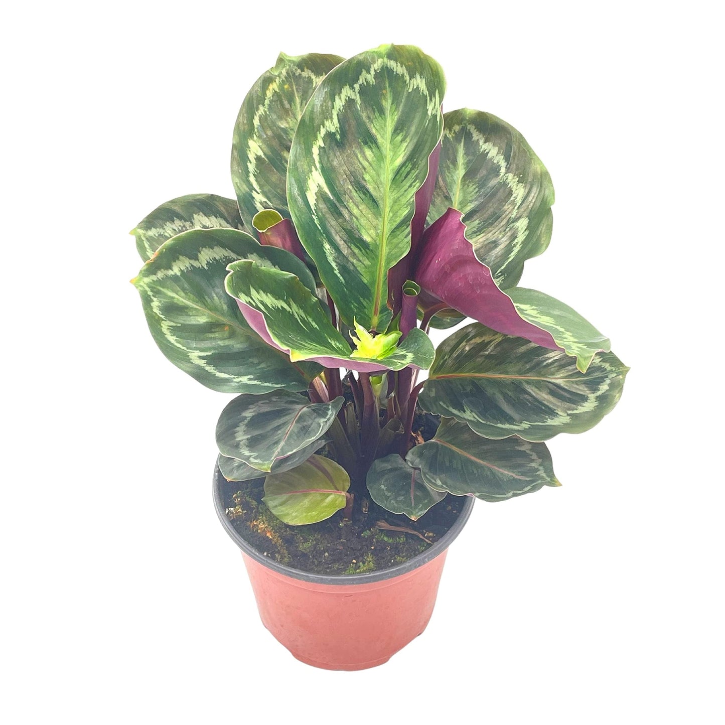 calathea medallion prayer plant Calathea Medallion - Live Plant in a 6 Inch Pot - Calathea Roseopicta