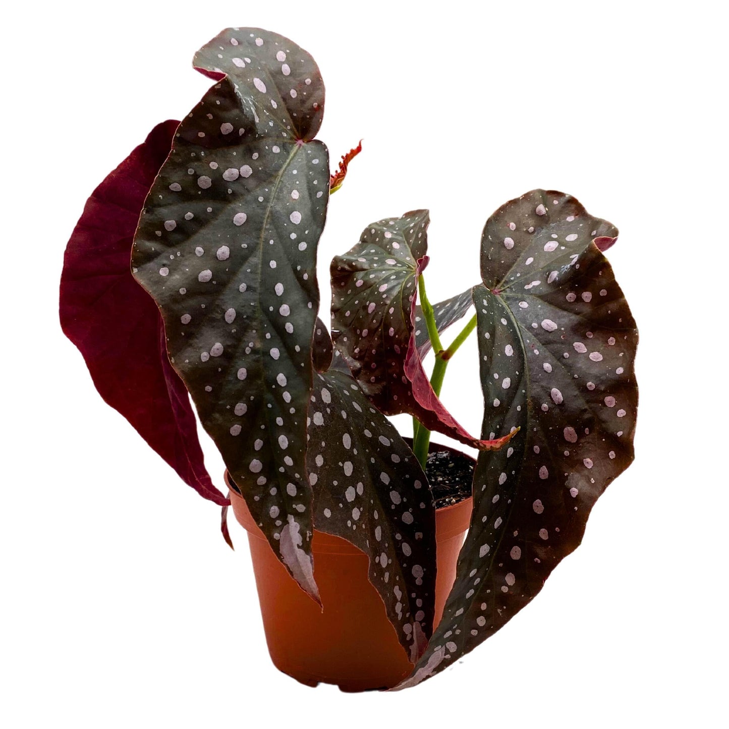 Harmony Foliage Harmony's Fantasy Girl Angel Wing Cane Begonia 4 inch