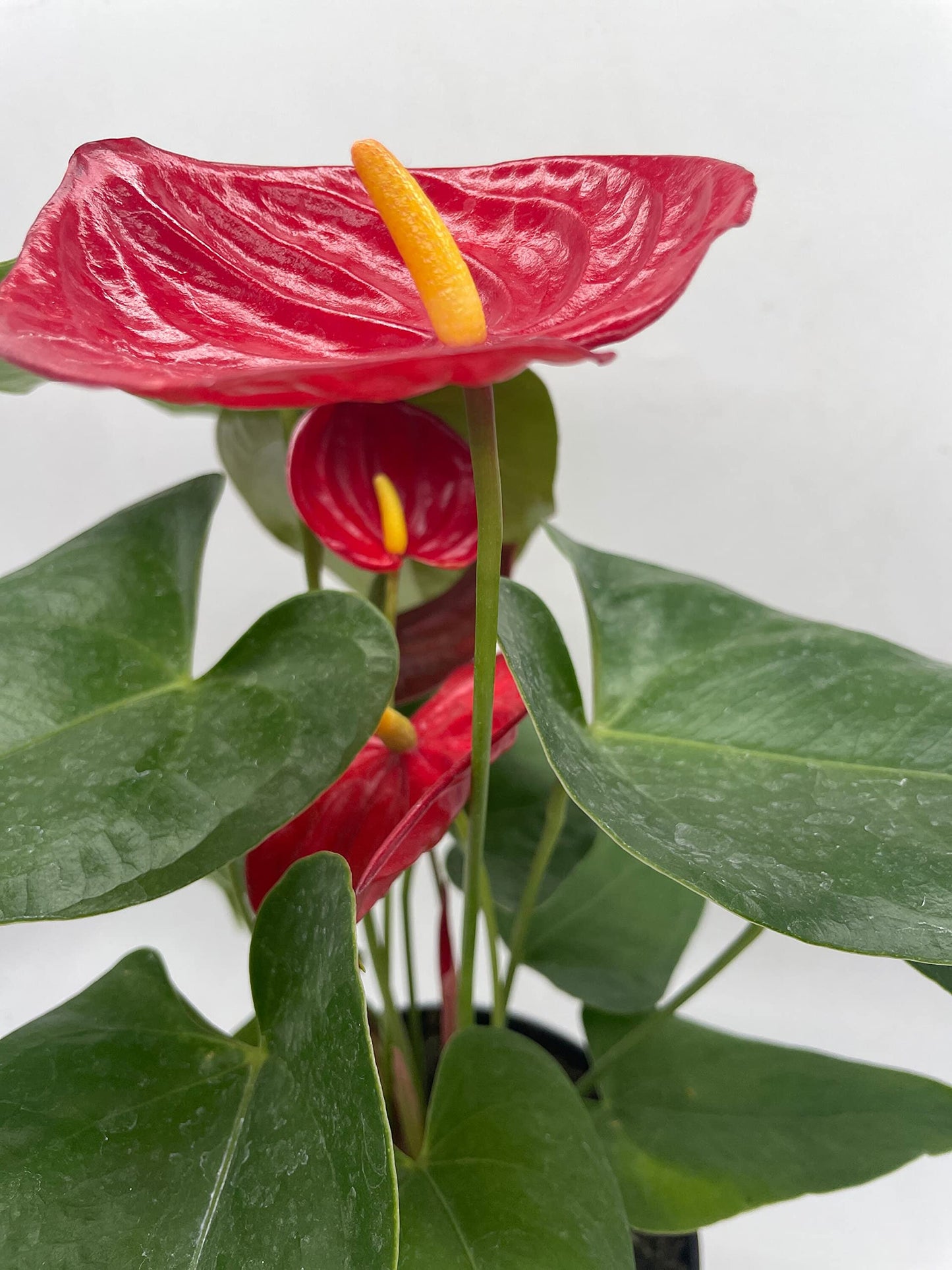 Anthurium Red, 6 inch Pot,