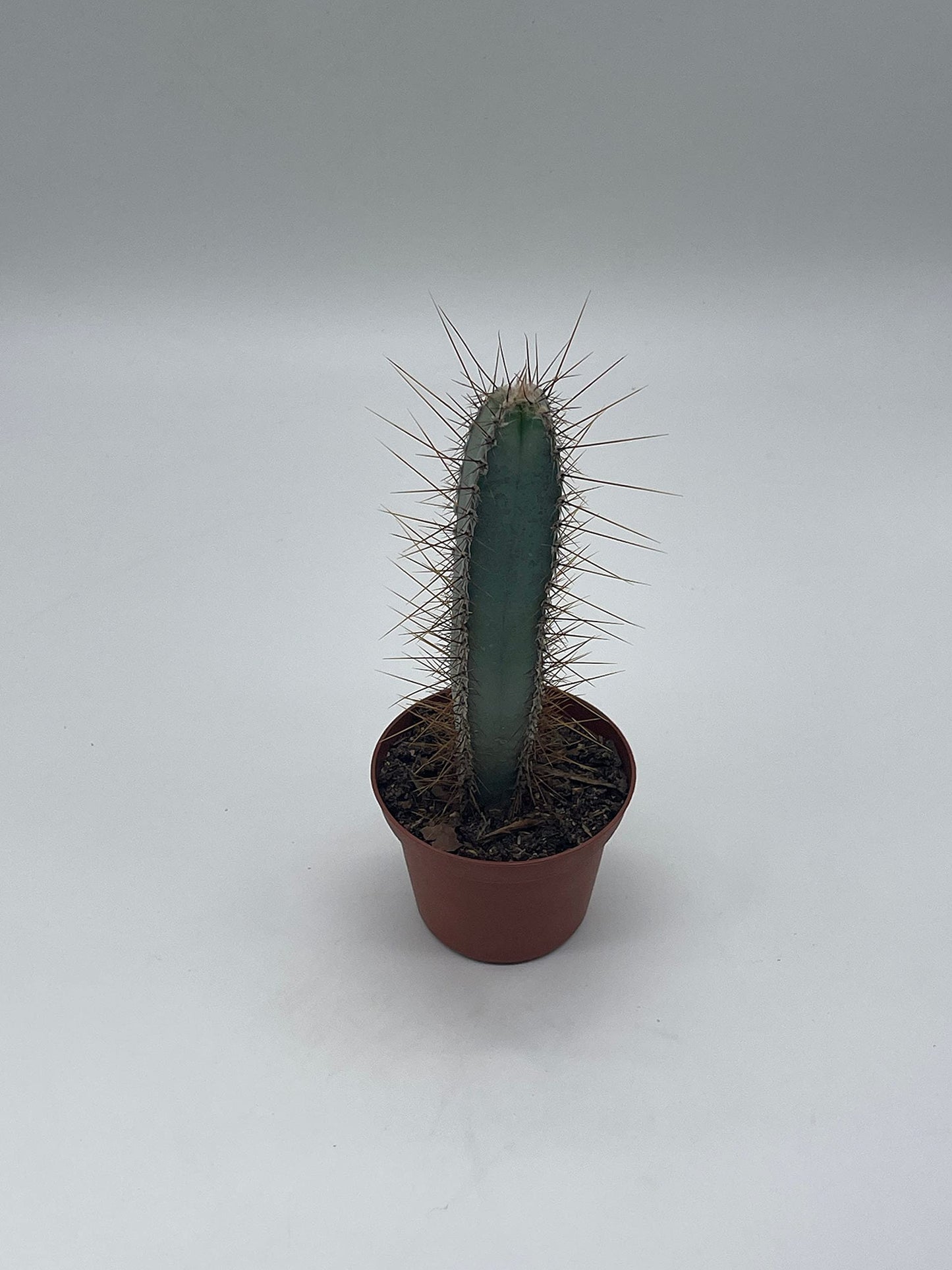 Blue Column Cactus, Pilosocereus Azureus, 3 inch, Square Shaped Blue Torch columnar Cacti pachycladus