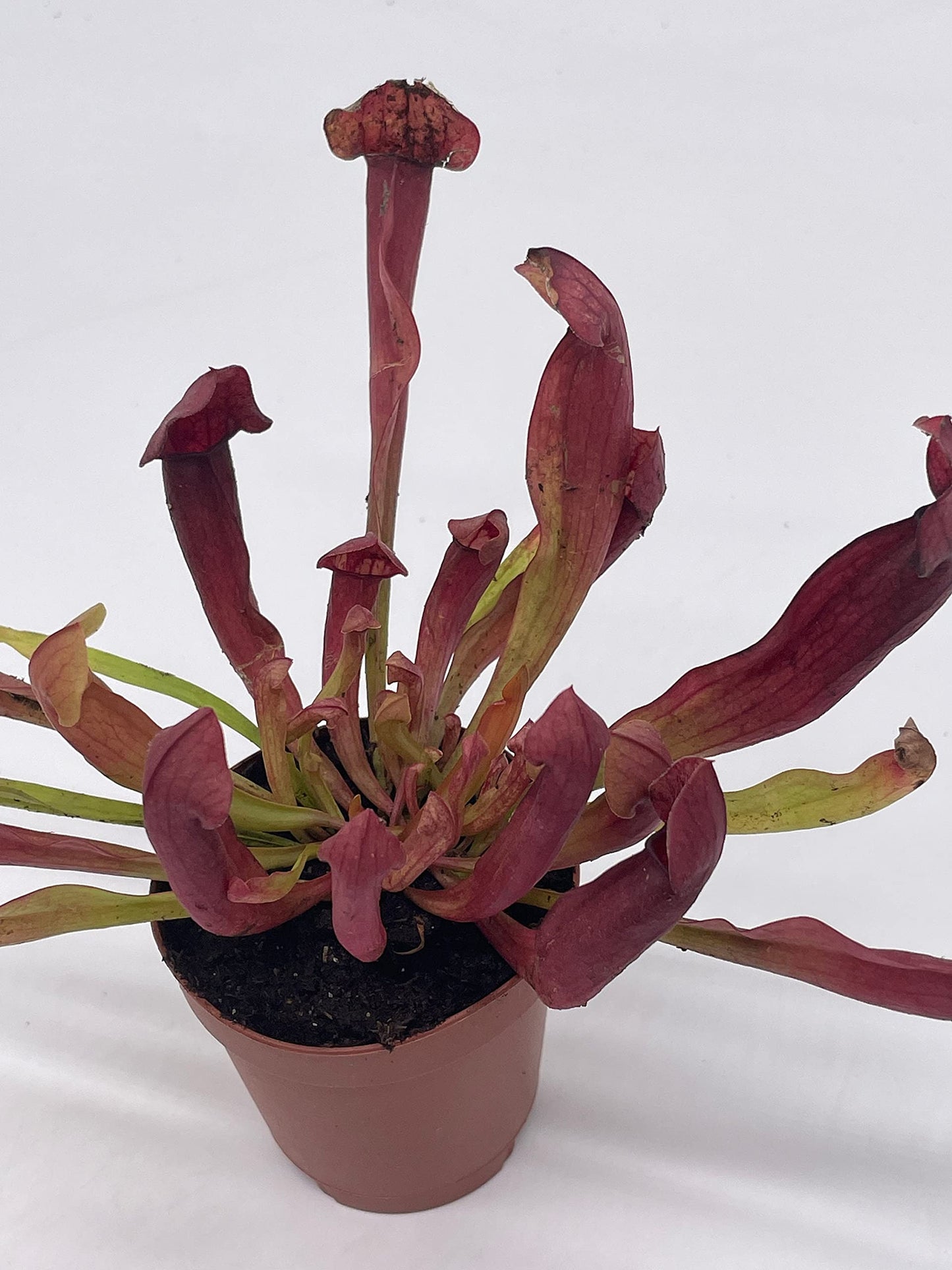 Parrot Pitcherplant, Carnivorous Plant, Sarracenia psittacina, Red Pitcher Plant, Variegated Michx