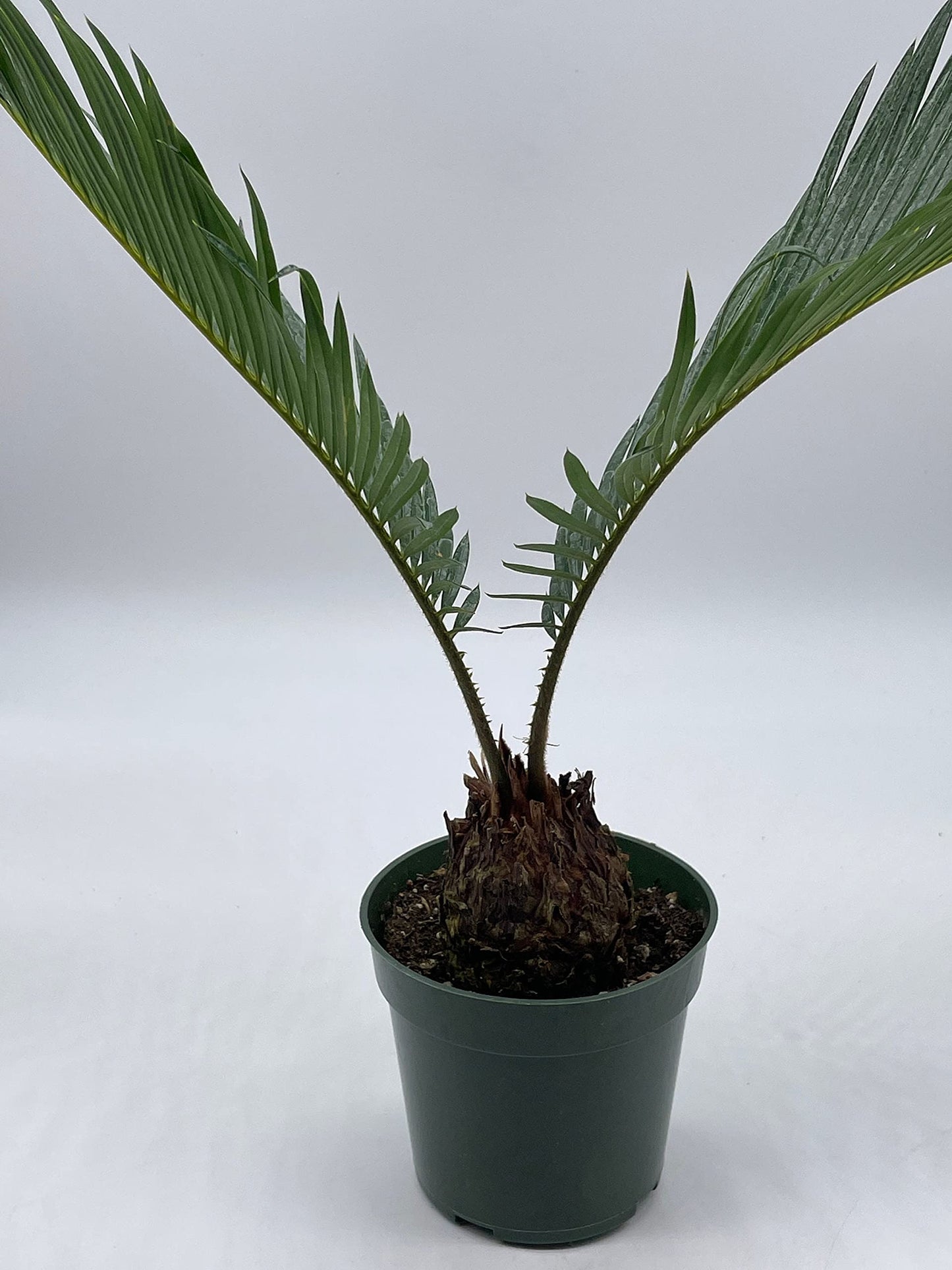 Queen Sago Palm, Cycas rumphii, in a 4 inch Pot (Cycas revoluta)