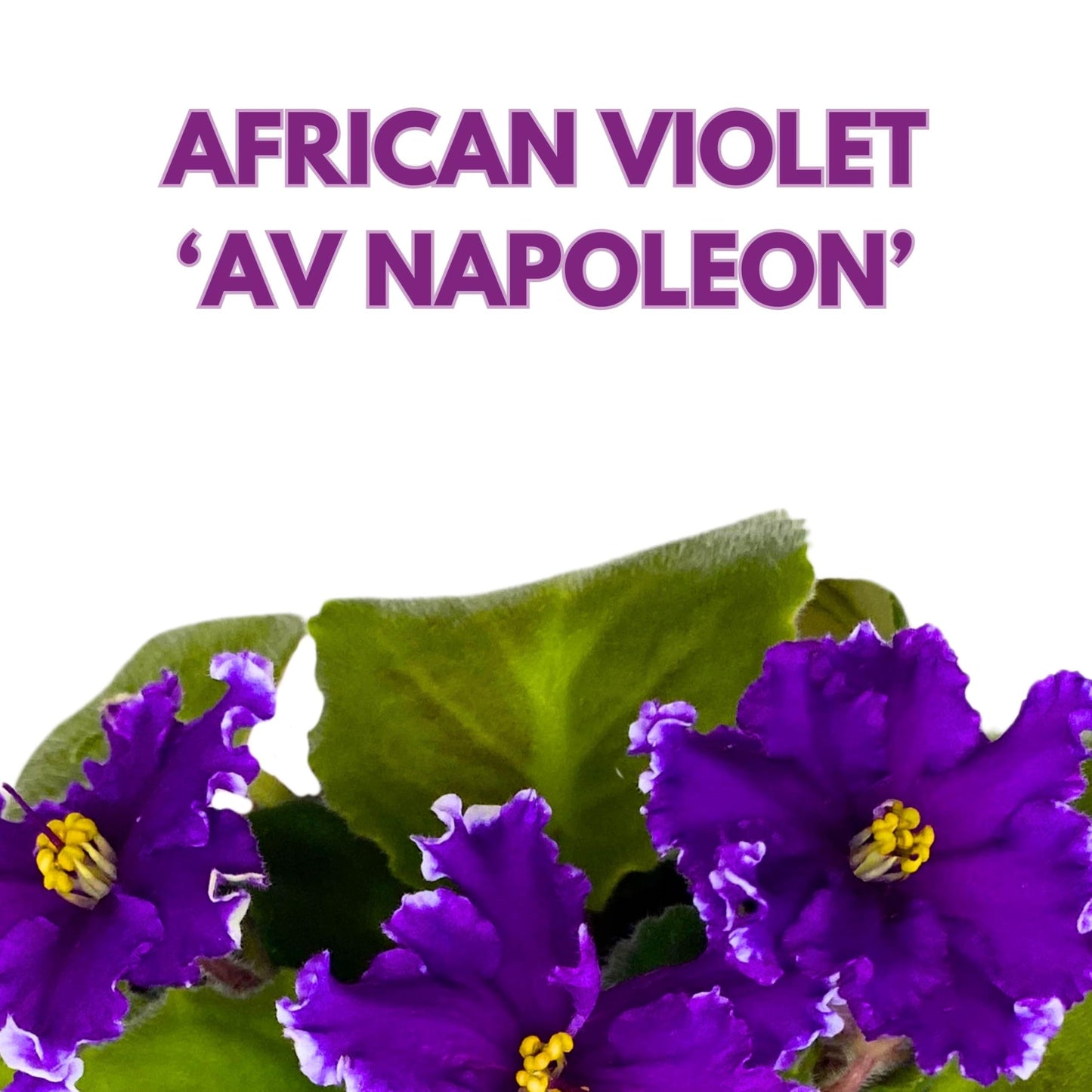 Harmony Foliage AV Napoleon African Violet Saintpaulia 4 inch