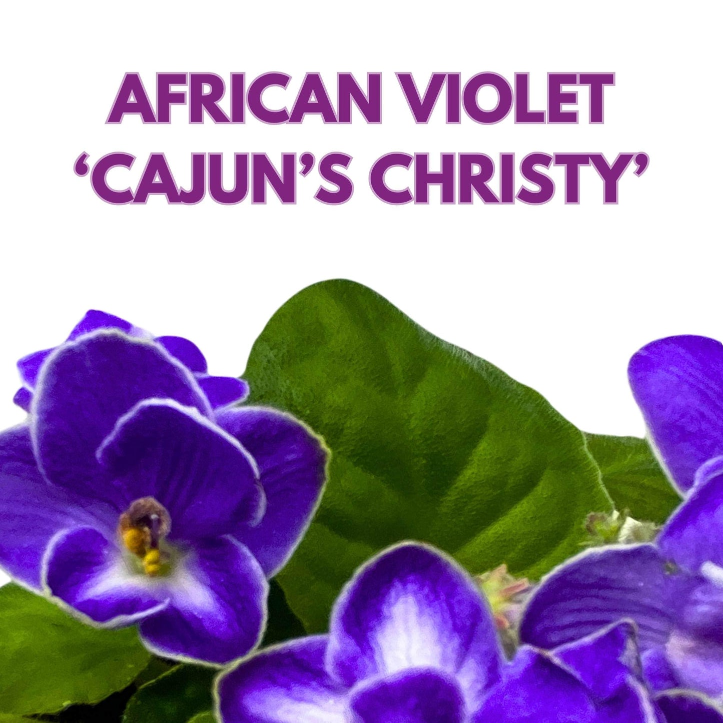 Harmony Foliage Cajun's Christy African Violet Saintpaulia 4 inch