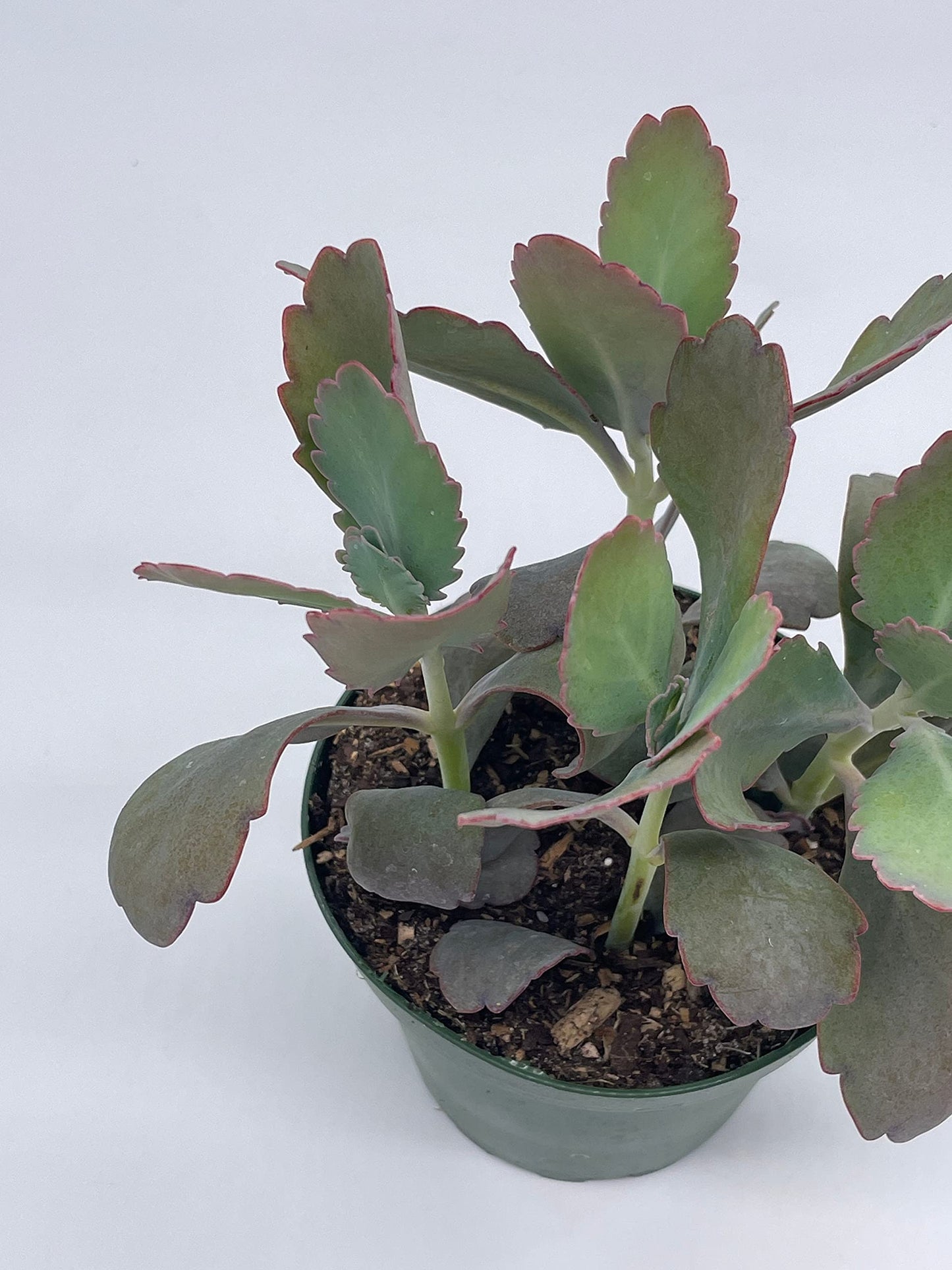 Kalanchoe Laxiflora, 4 inch, Milky widow's Thrill, Bryophyllum crenatum Baker