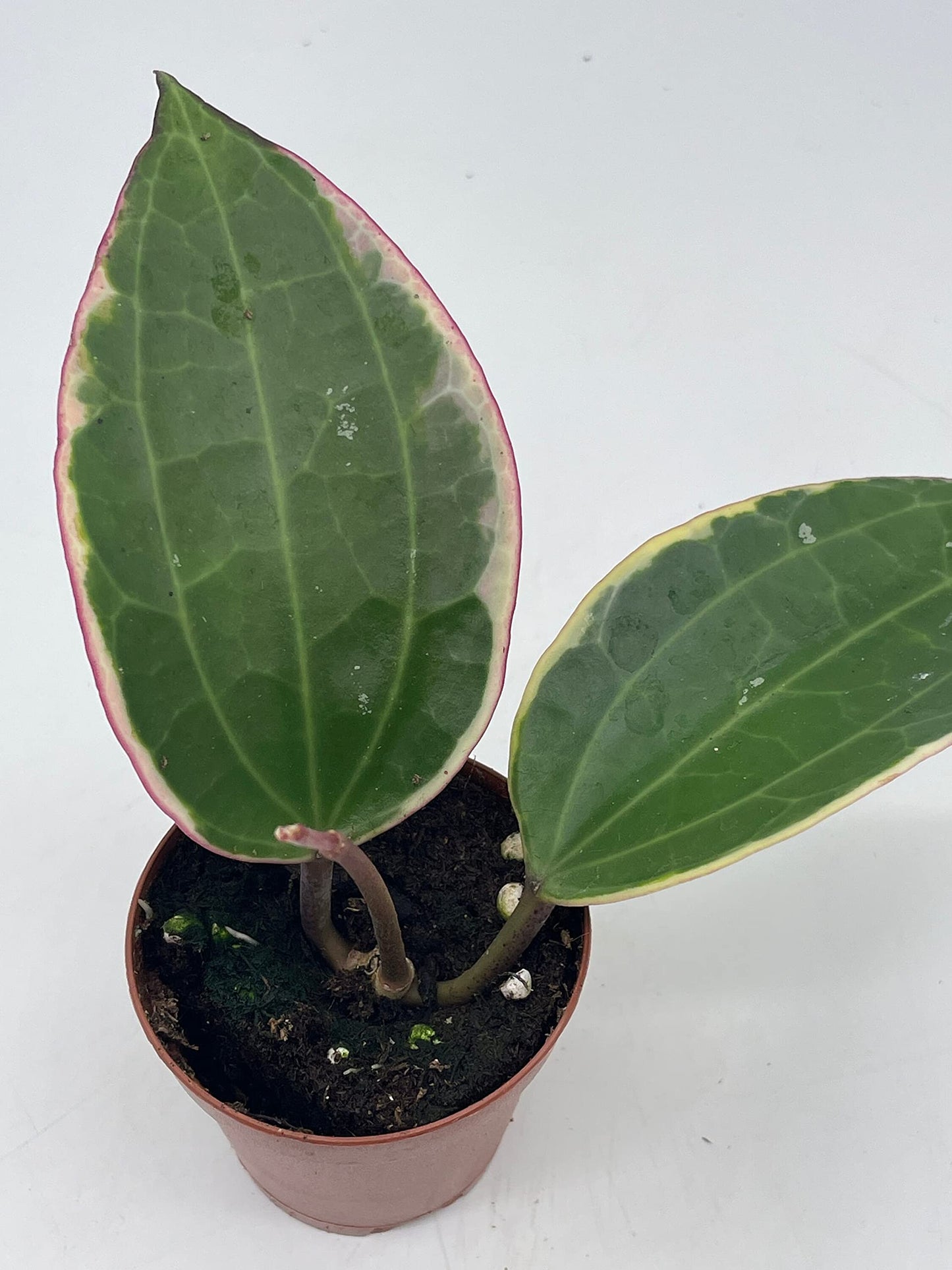 Hoya Macrophylla Variegated Tricolor in a 2 inch Pot