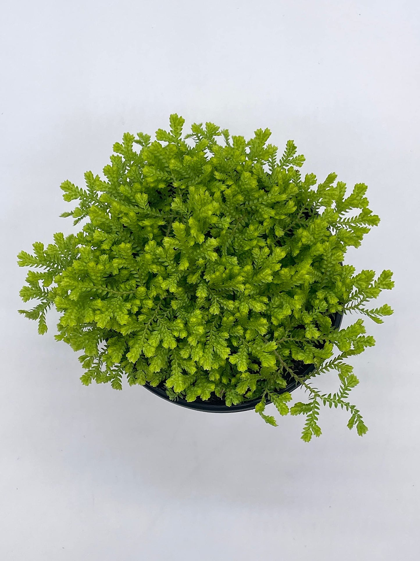 Garden Selaginella, 4 inch, Gold Club Moss, Golden kraussiana