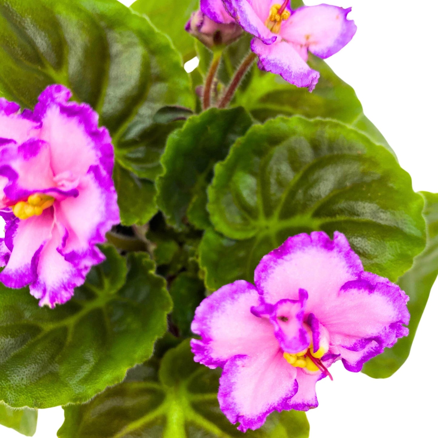 Harmony Foliage A Day in April African Violet Saintpaulia 4 inch