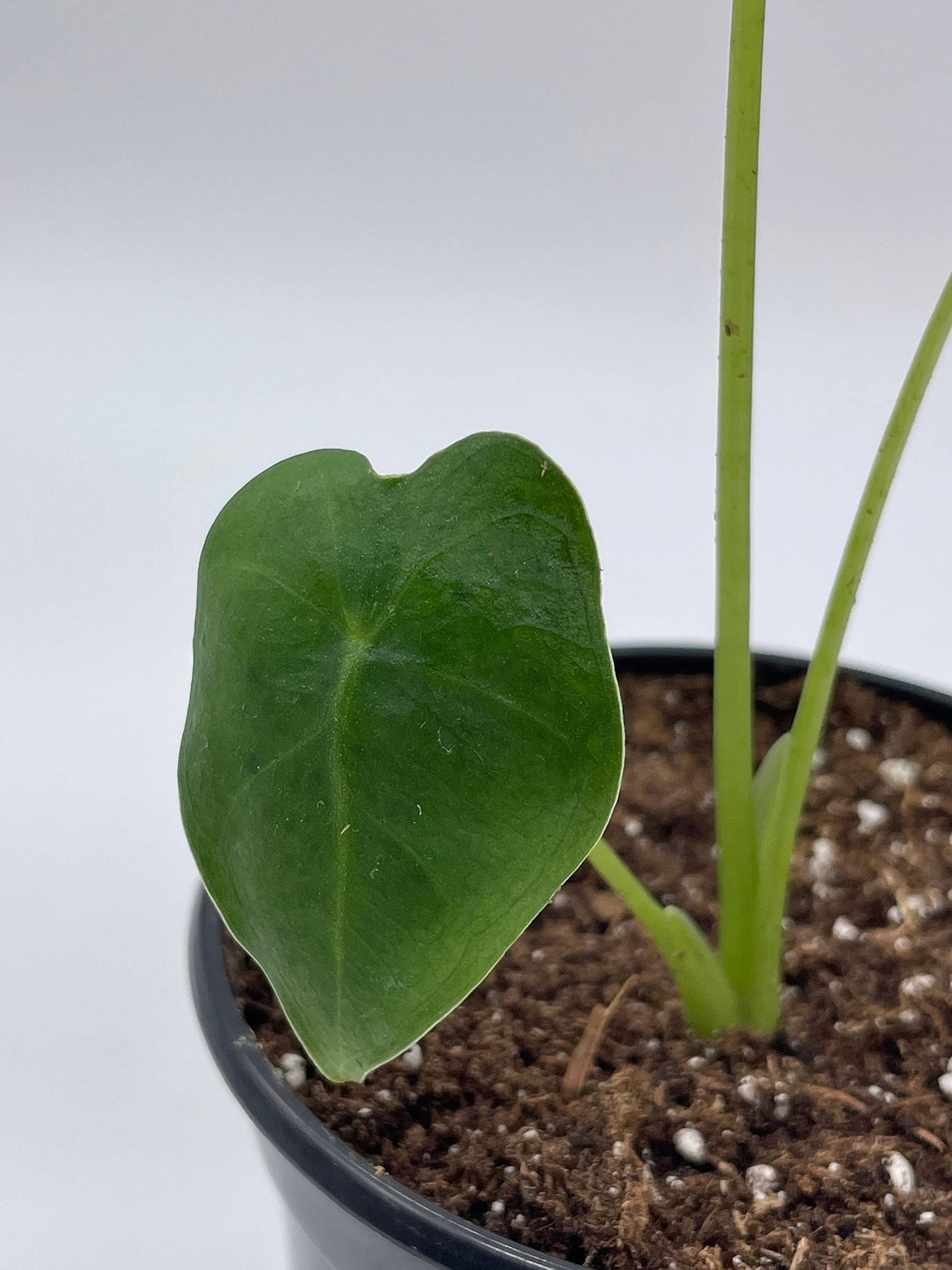 Green Velvet, Alocasia Frydek, Micholitziana, 4 inch, Live Rooted Potted Rare Succulent House Plant