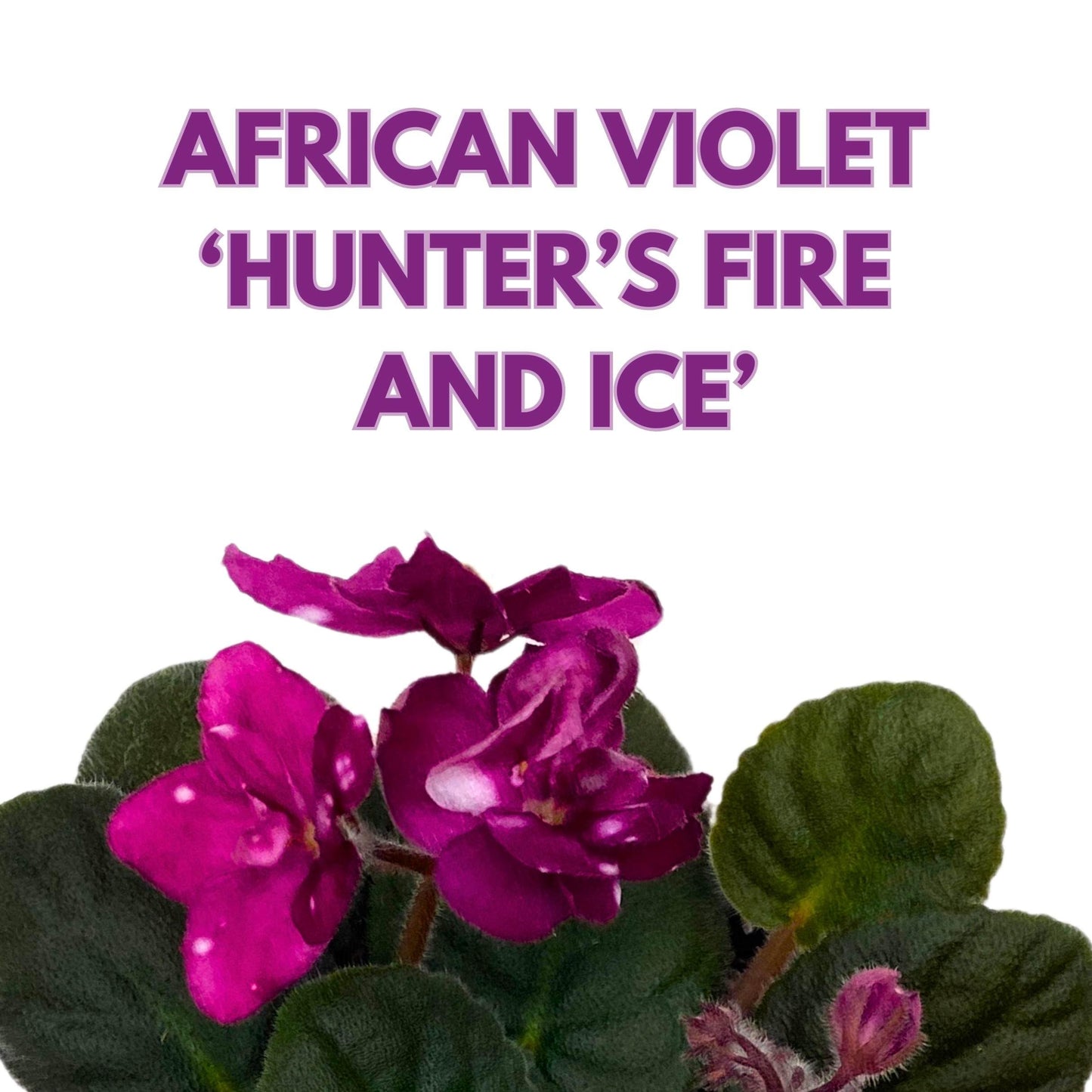 Harmony Foliage Hunter's Fire and Ice African Violet Saintpaulia 4 inch