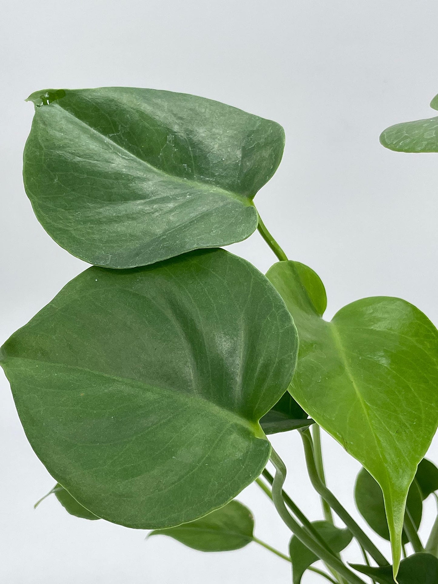 BubbleBlooms Monstera Deliciosa Split Leaf philodendron in a 4 inch Pot