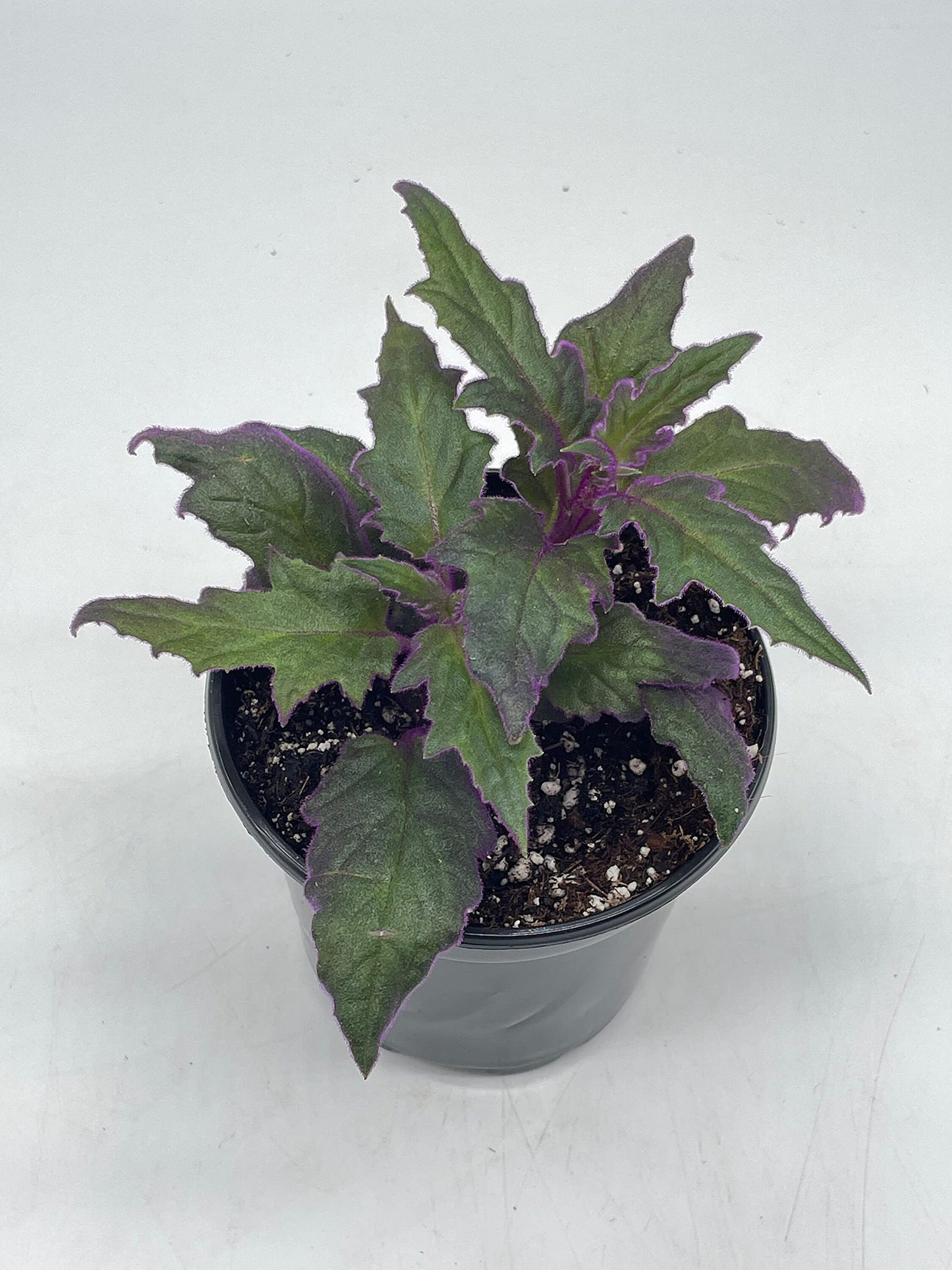 Flame Violet Velvetplant, Gynura aurantiaca, Purple Velvet Plant in 4 inch Pot. Fuzzy Leaves