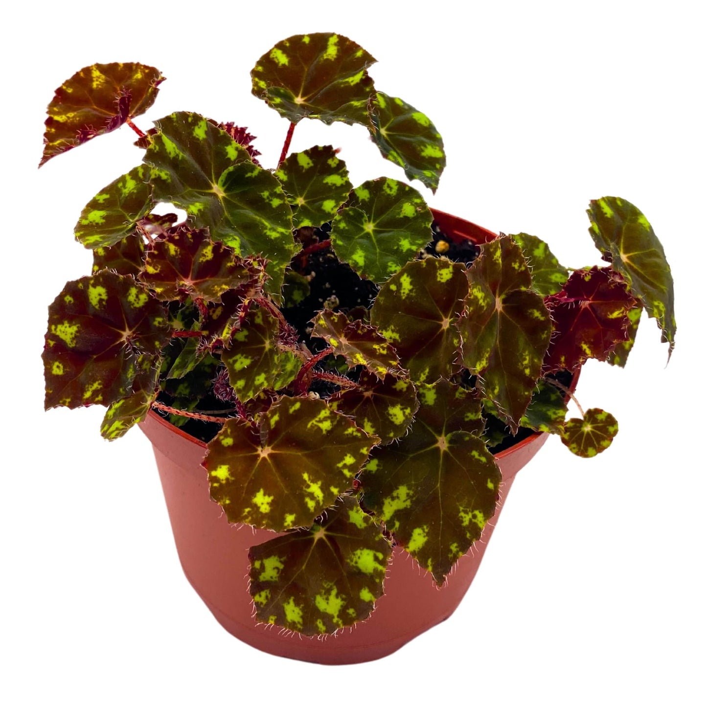 Harmony Foliage Begonia Kit Kat 6 inch Rhizomatous