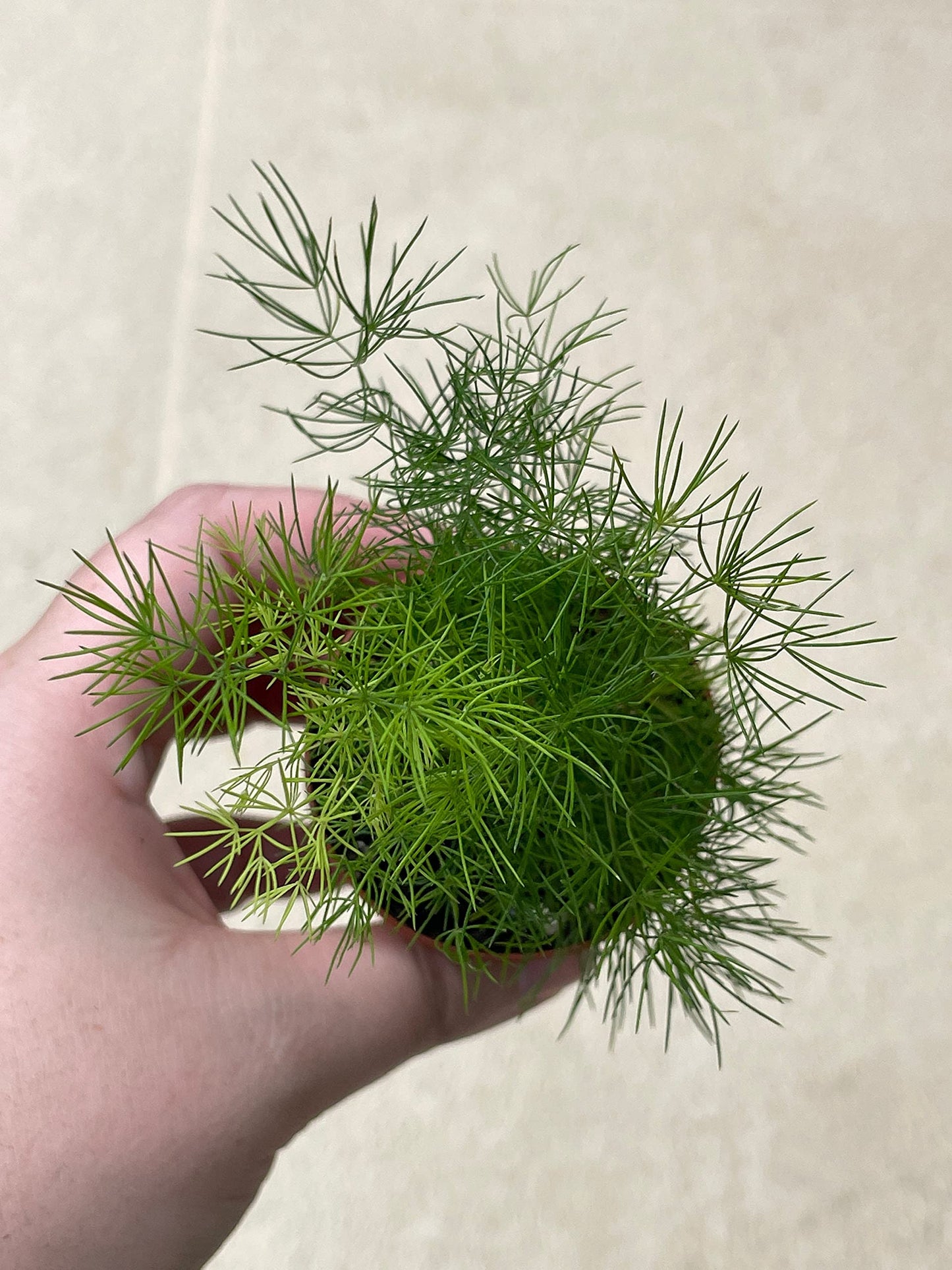 Sprenger's Asparagus Fern, Asparagus densiflorus setaceus, Limited, in a 2 inch Pot Super Cute