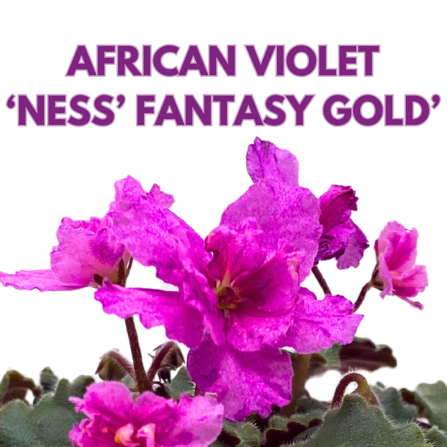 Harmony Foliage Ness Fantasy Gold African Violet Saintpaulia 4 inch