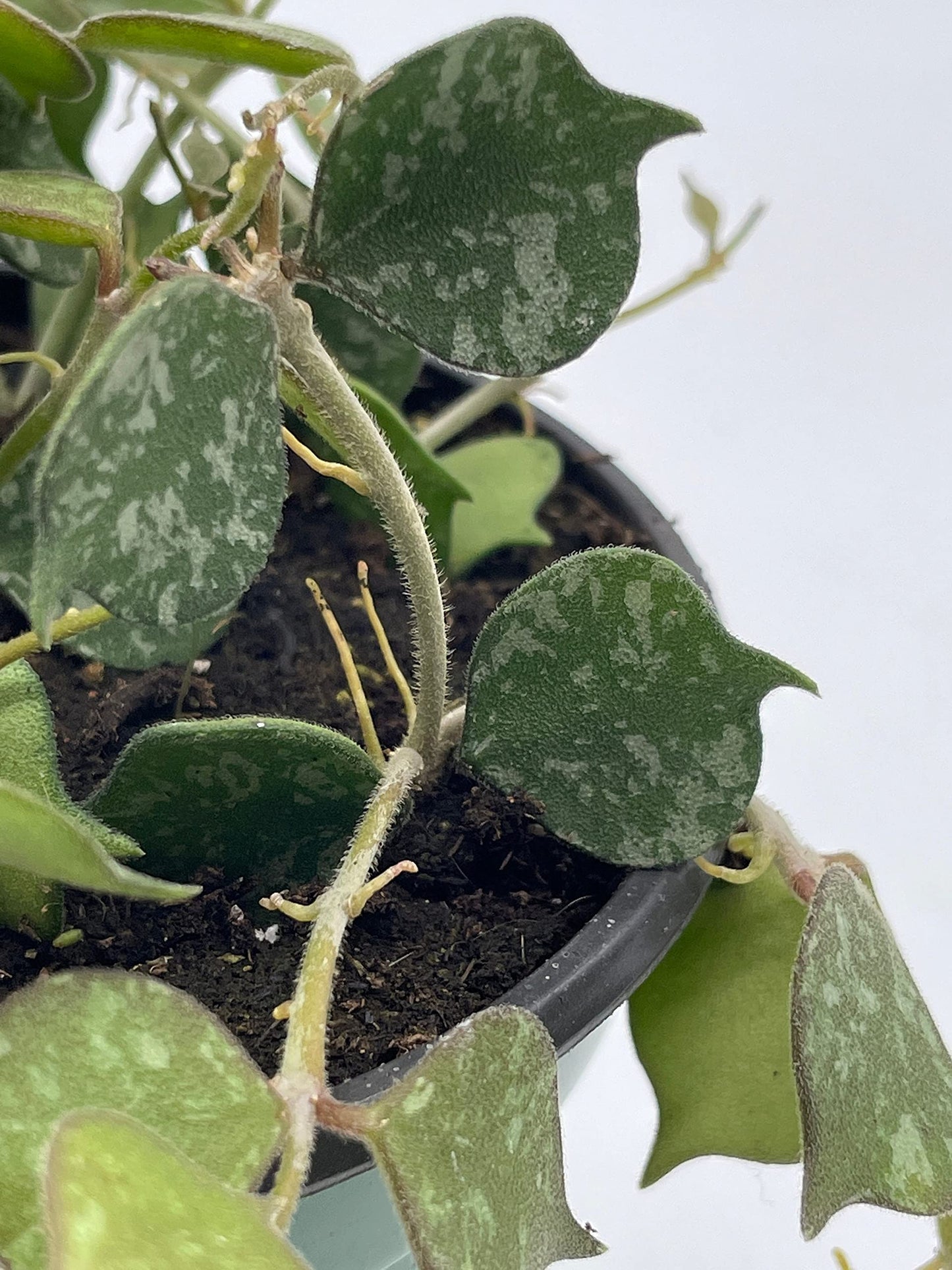 Hoya Curtisii, Very Rare Limited Live Plant, in 4 inch Pot