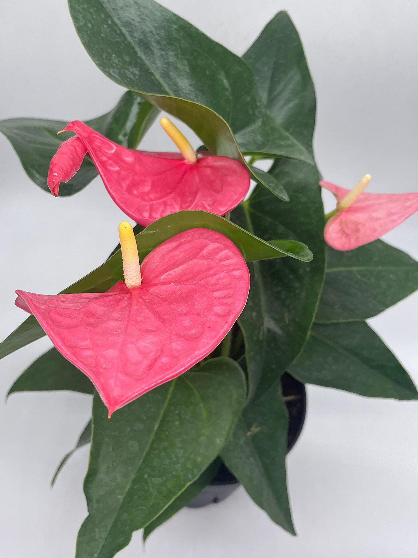 Anthurium Pink, 6 inch Pot,