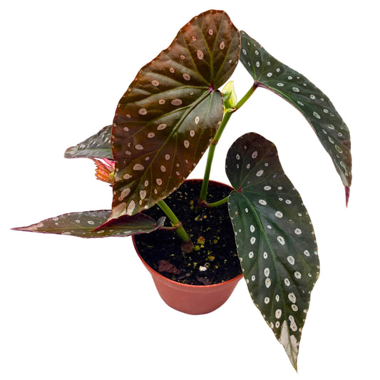 Harmony Foliage Harmony's Titan Angel Wing Begonia 4 inch