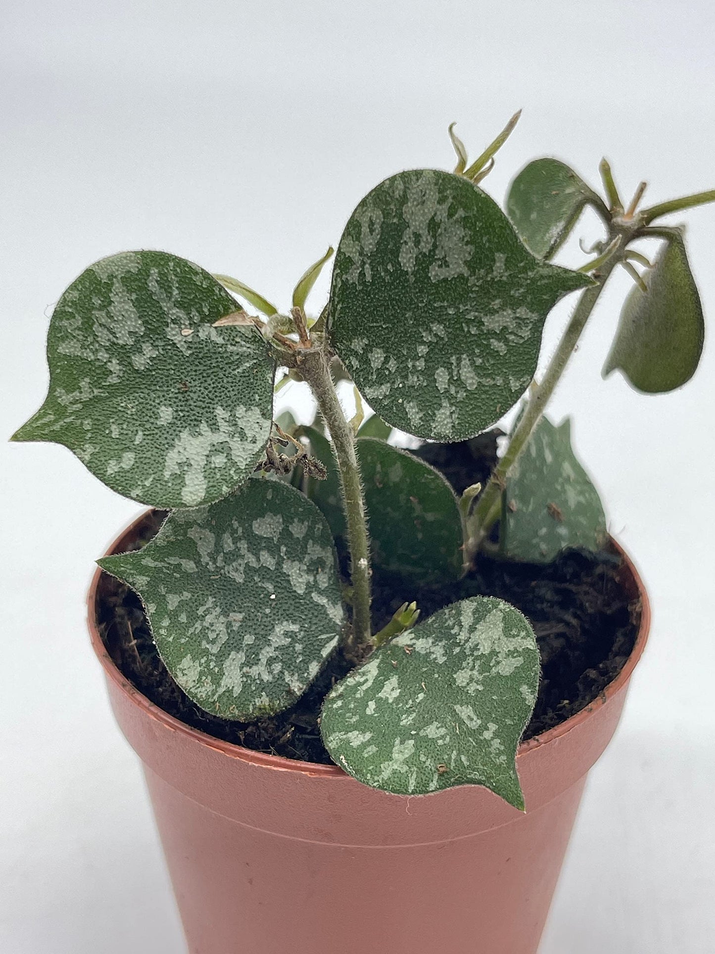 Hoya Curtisii in a 2 inch Pot Porcelain Flower, Hoya Aloha