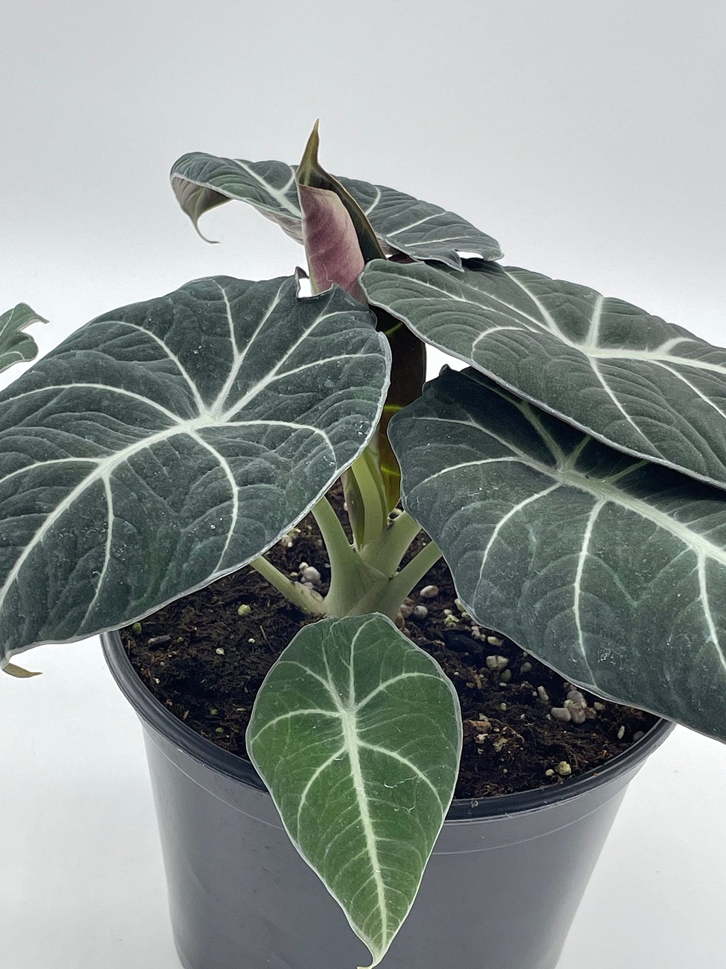 Alocasia Black Velvet in 6 inch Pot