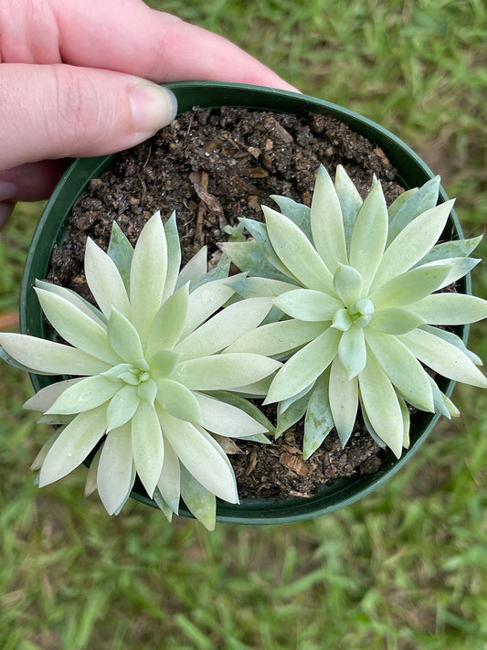 White Variegated Succulent, Snow Princess, Live Plant Rare Exotic, White Leaves on top, in a 4 inch Pot