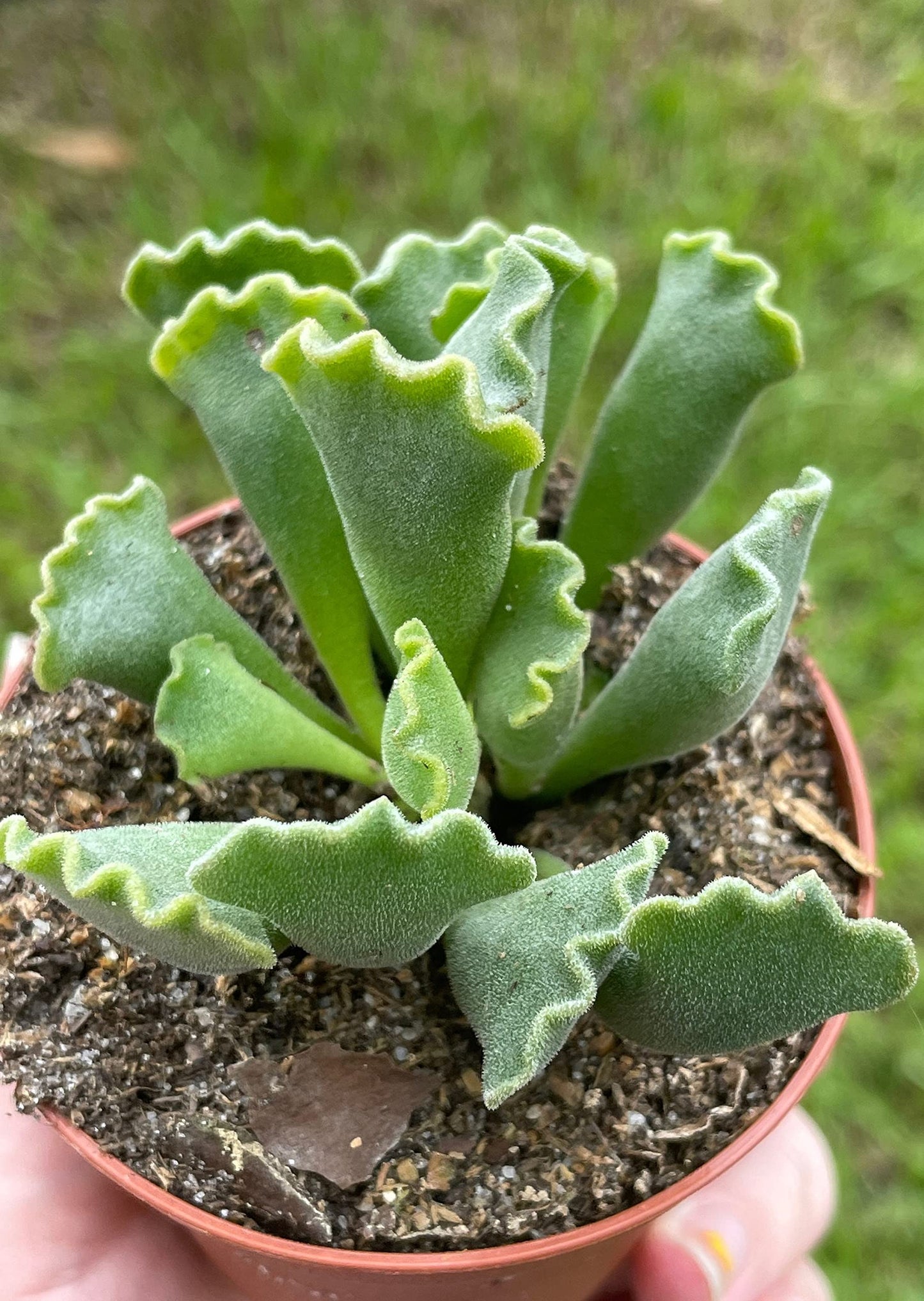 Crinkle Leaf Plant, Very Filled 3 inch Pot, Adromischus cristatus, Key Lime Pie Succulent