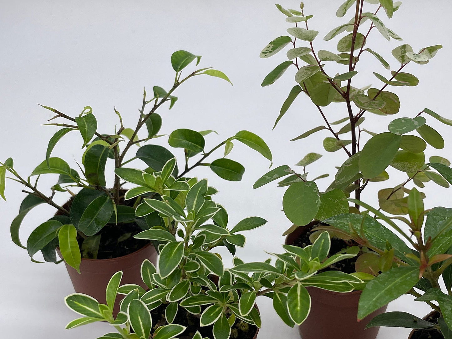 Pre-Bonsai & Ficus Assortment, 2 inch pots, 5 Different Shrubby Ferns, Bonsai Starts