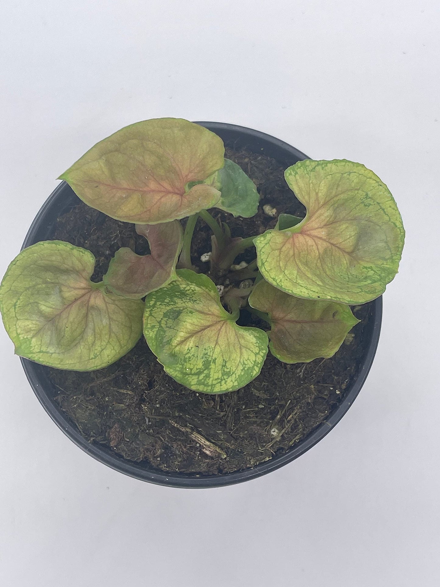 Syngonium Podophyllum, Mango Allusion, 4 inch, Arrowhead Vine