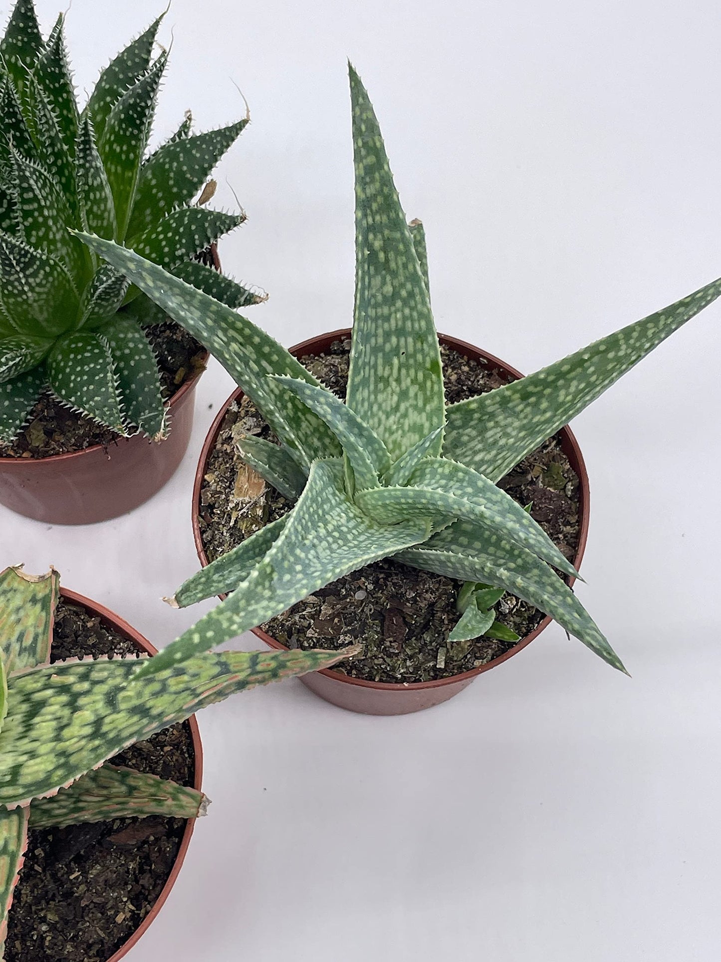 Aloe Variety Assortment, 3 inch pots, 4 Different Aloe Succulents