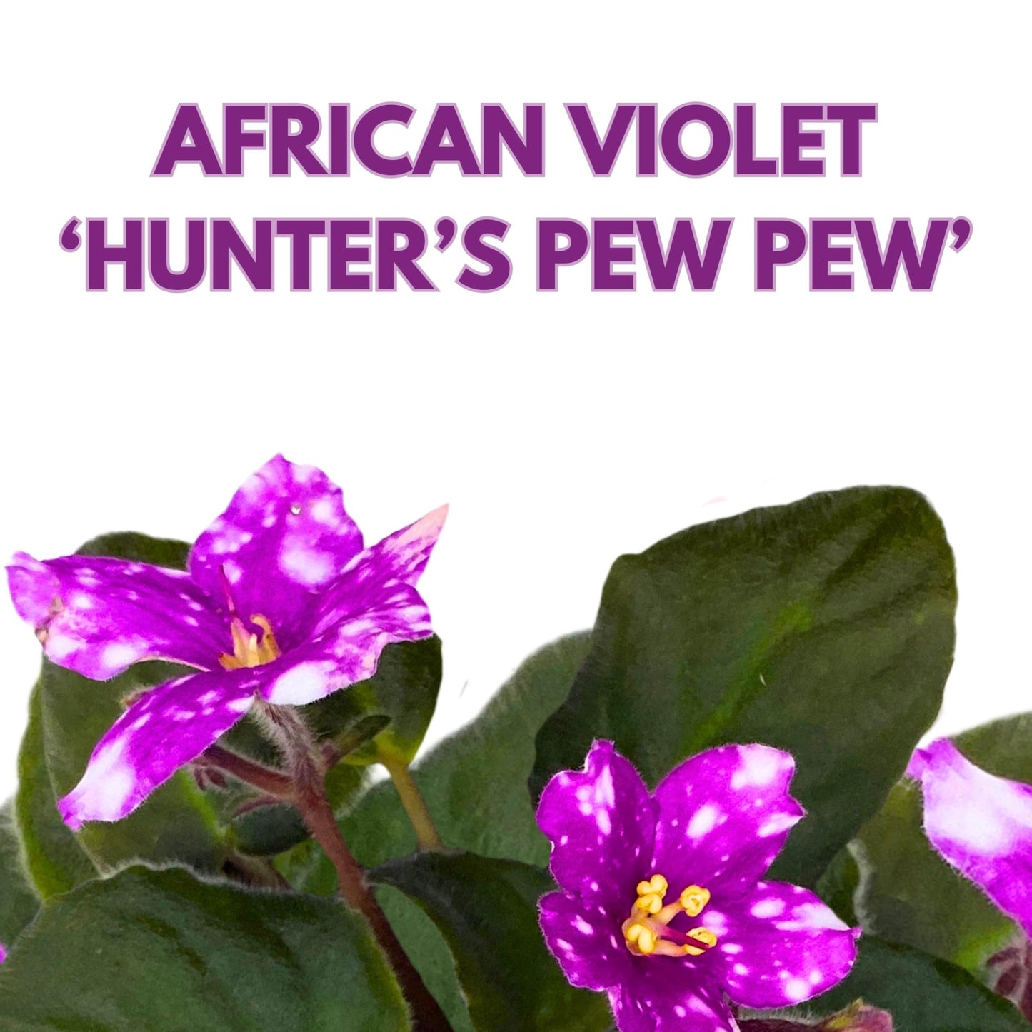 Harmony Foliage Hunter's Pew Pew African Violet Variegated Flower 4 inch