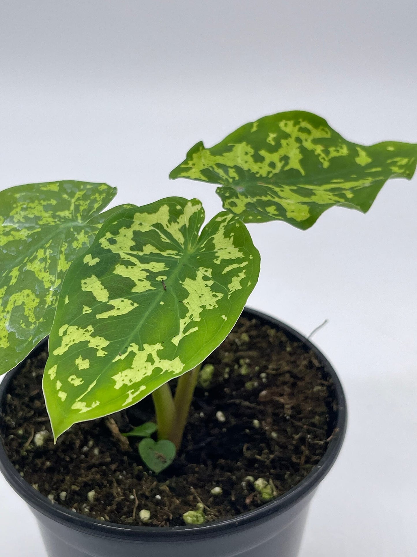 Alocasia 'Hilo Beauty', Caladium Praetermissum, 4 inch Pot, Green and White Alocasia, Elephant Ear