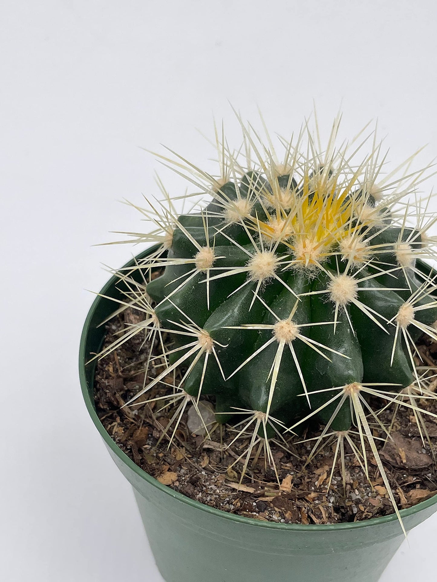 Golden Barrel Cactus, Echinocactus Grusonii, 4 inch