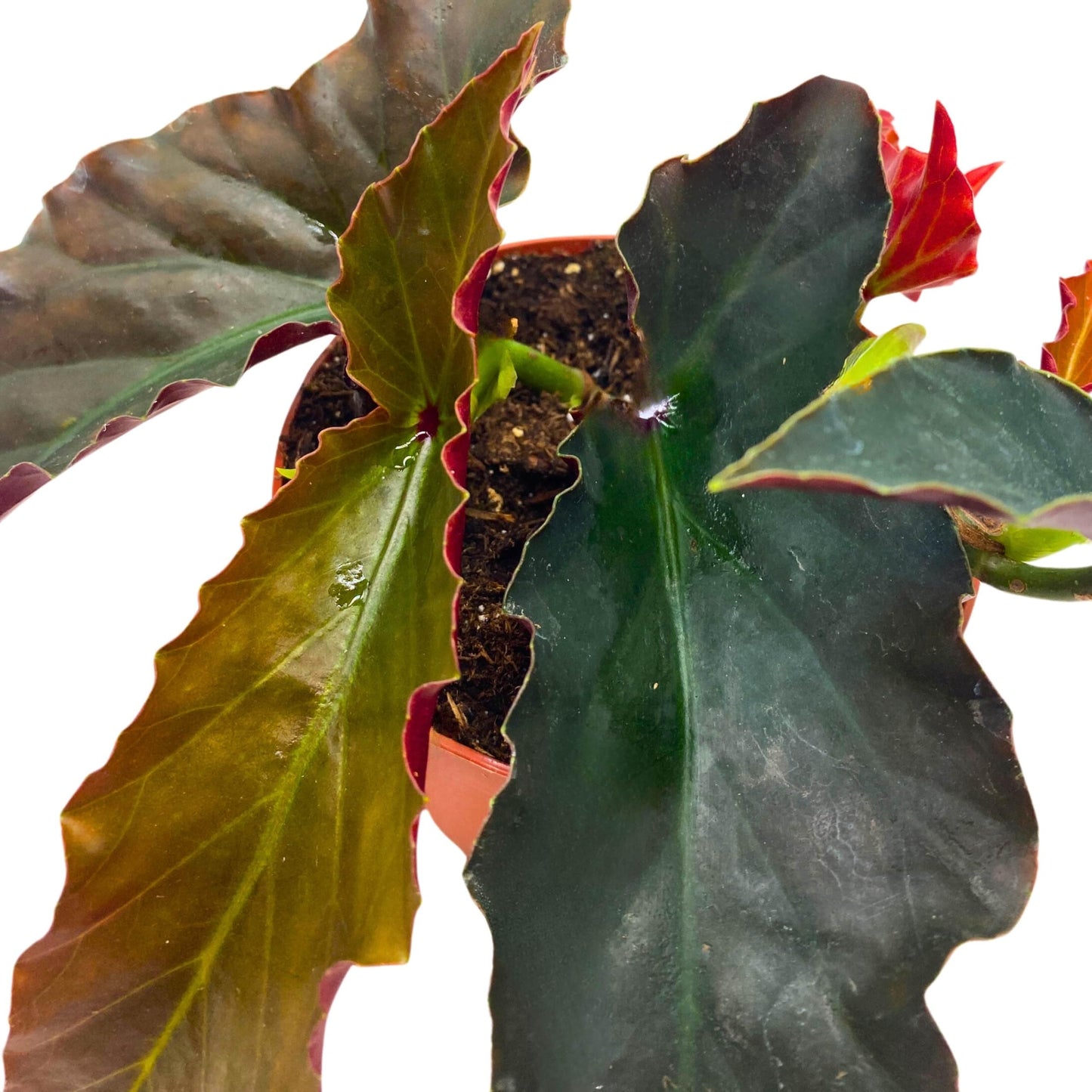 Harmony Foliage Harmony's Dark Fang Angel Wing Cane Begonia 4 inch