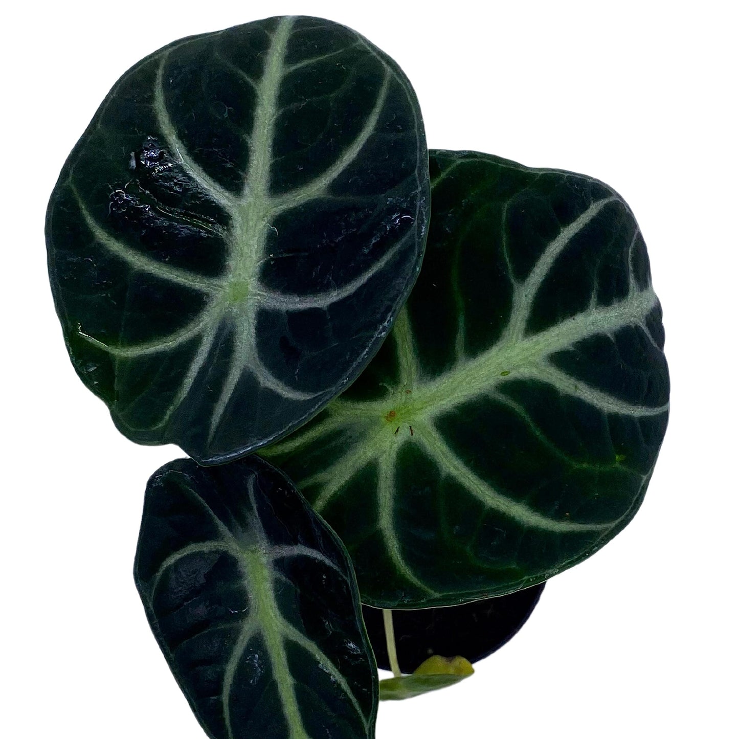 BubbleBlooms Alocasia Ninja, Black Ninja, Black Velvet Ninja in 2 inch Pot