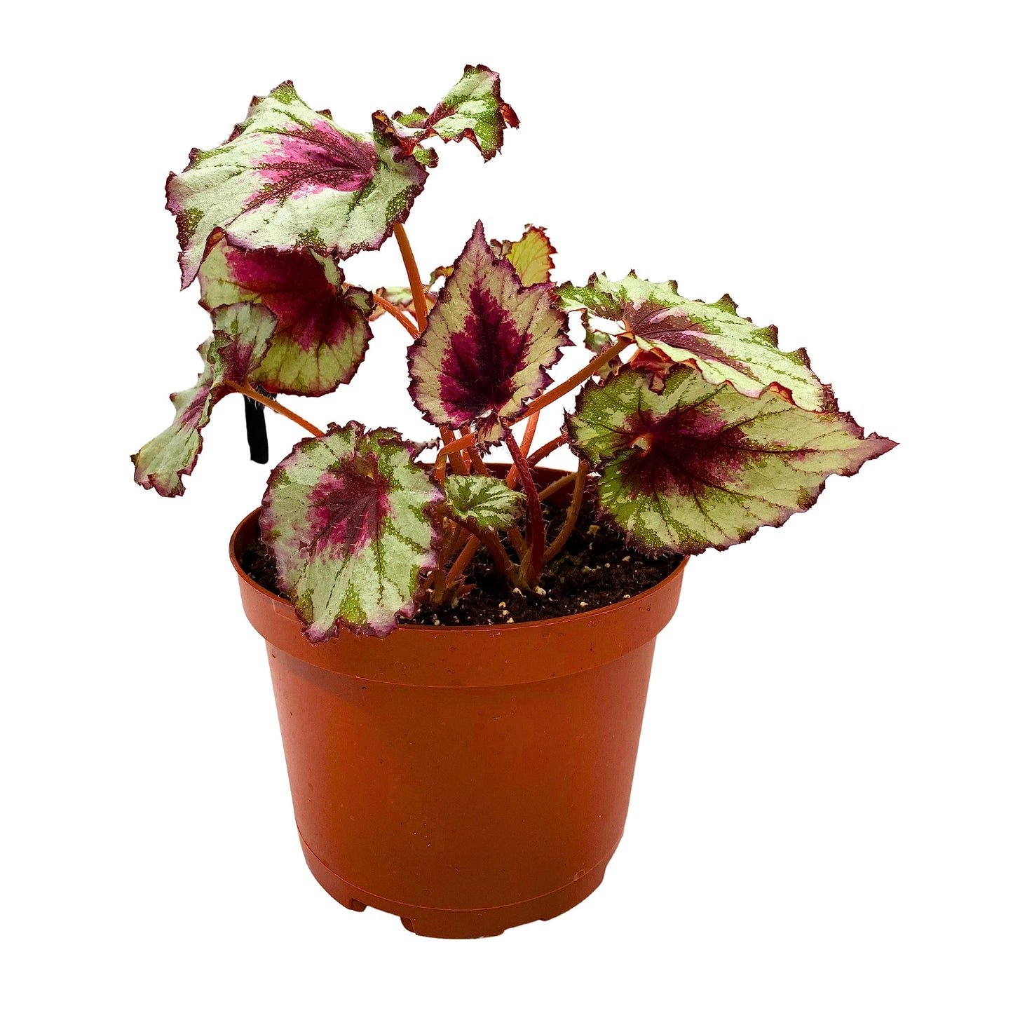 Harmony's BubbleBlooms Peppermint Twist Begonia, Red and White Spiral Leaf, Begonia Rex in 6 inch Pot