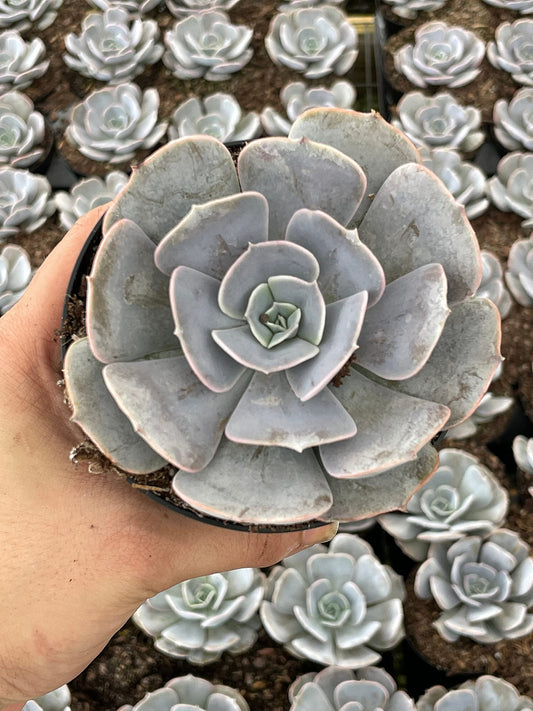 Echeveria Lilacina, White Ghost echeveria, Mexican hens and Chicks, Variegated Kimnach & Moran in a 3 inch Pot