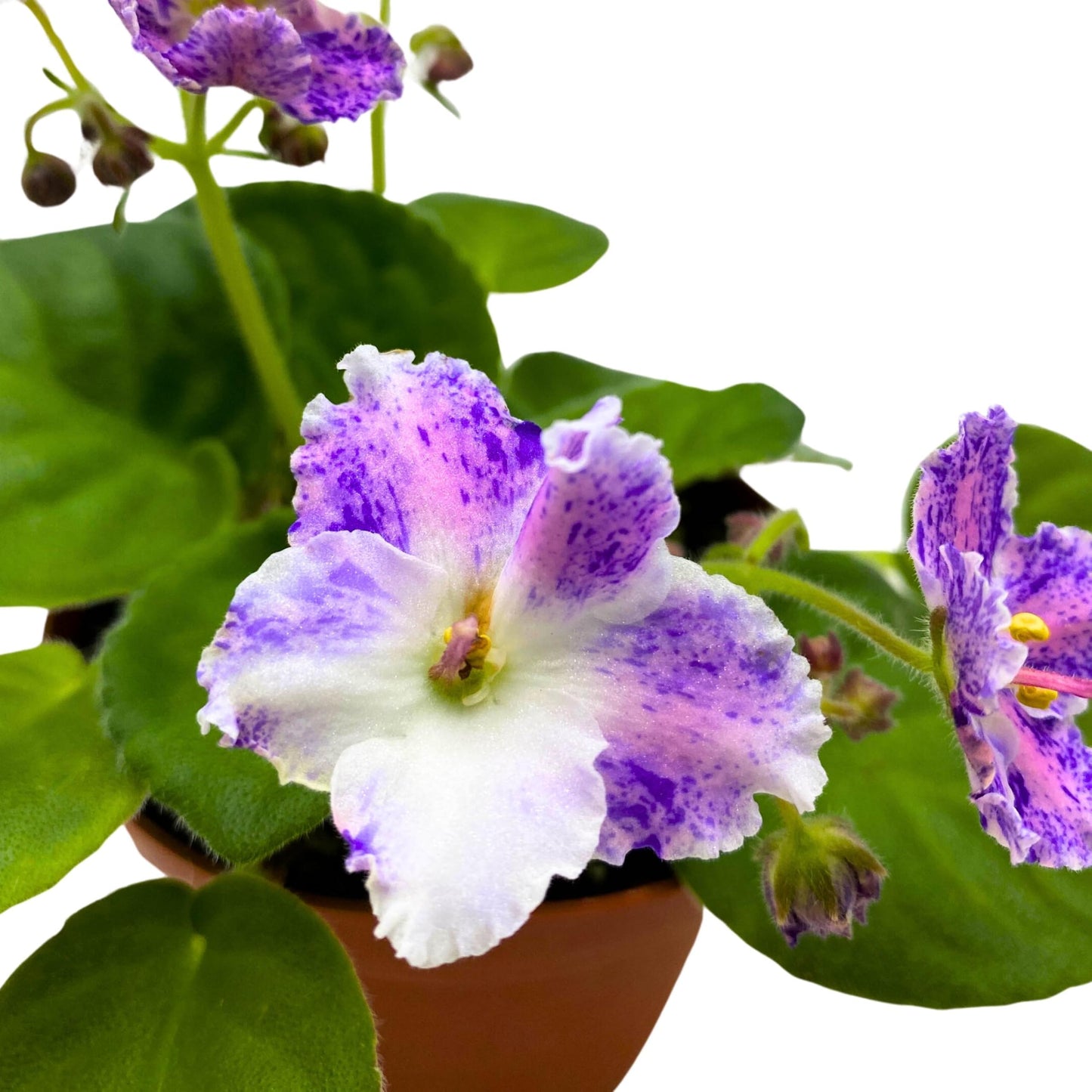 Harmony Foliage K's Dancing Spree African Violet Variegated Flower 4 inch