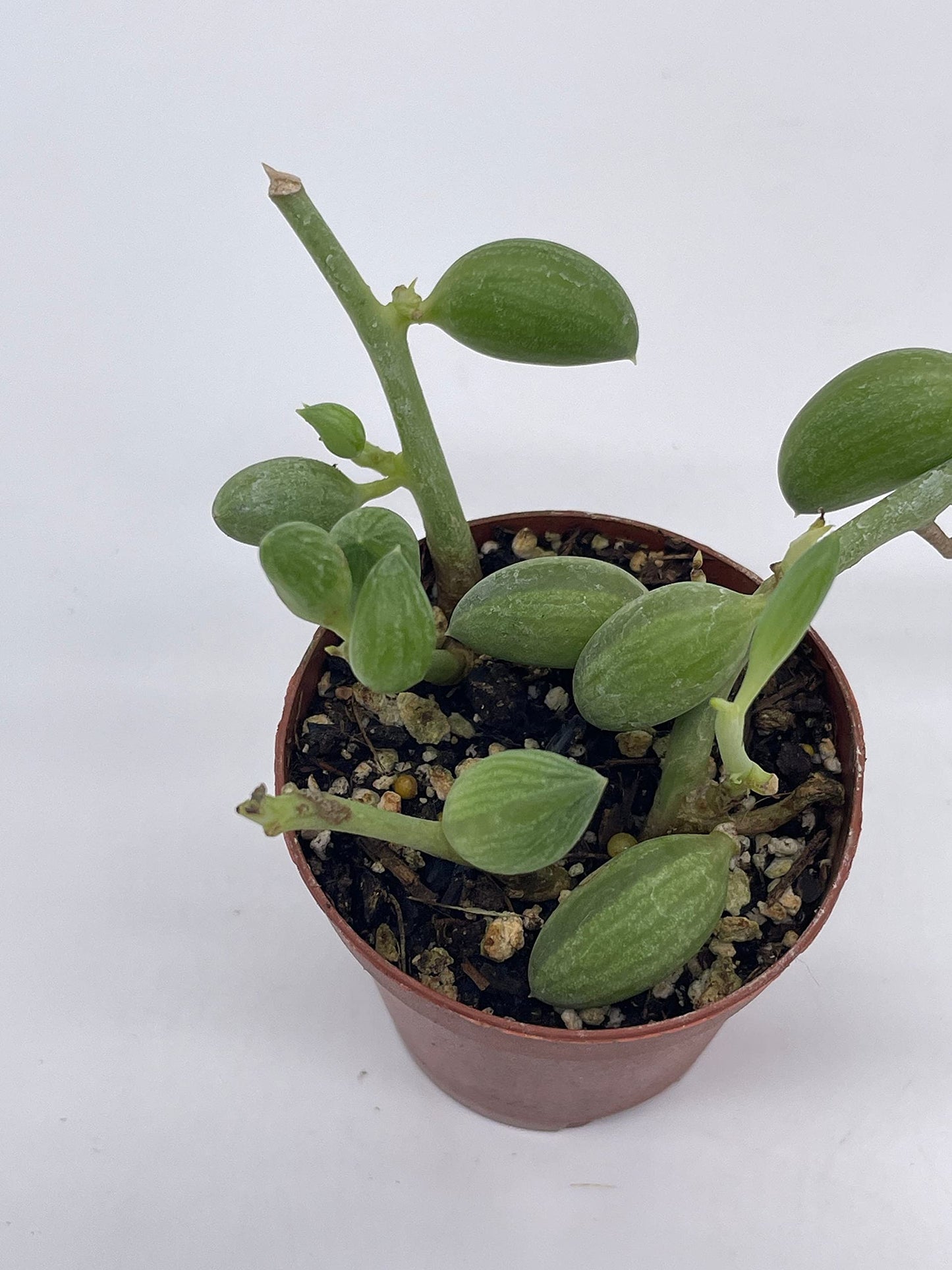 String of Watermelon, 2 inch, Senecio Curio Herreanus