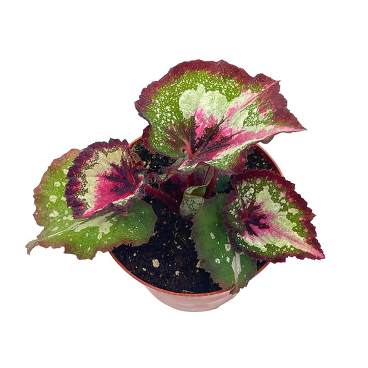 Harmony's First Kiss Series, Begonia Rex 4 inch Pot, Pink Center and Band, Green White Splash grower's Choice