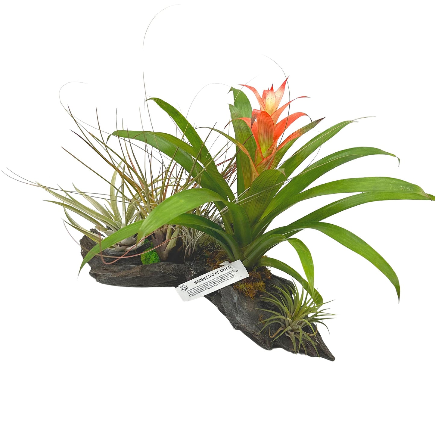 Large Bromeliad Driftwood Planter, Assorted Flowering Bromeliads in Natural Wood Pot