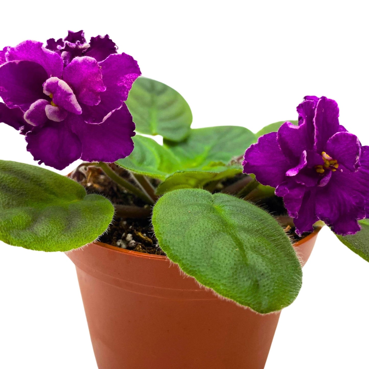 Harmony Foliage Sun Sizzle African Violet Saintpaulia 4 inch