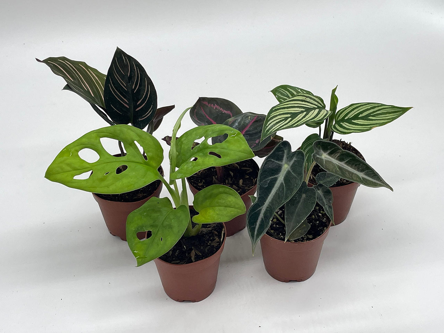 Variegated Foliage Assortment, Indoor Premium Collection, adanosii, Monstera, alocasia, Wandering Jew, Rare houseplants, 2 inch, Set of 5