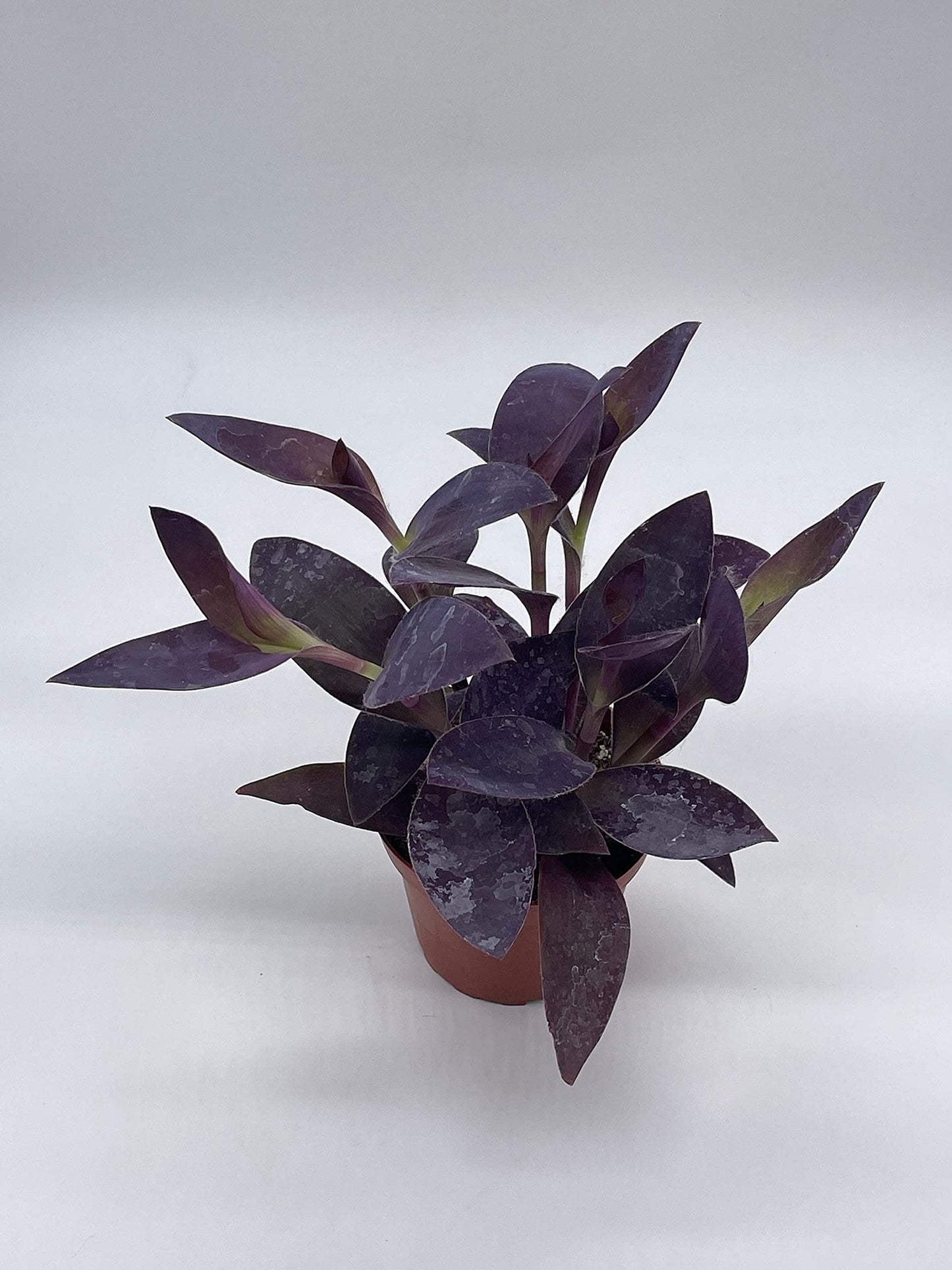 Tradescantia pallida, Purple Heart, 4 inch, Wandering Jew, Purple Queen, Walking secretia