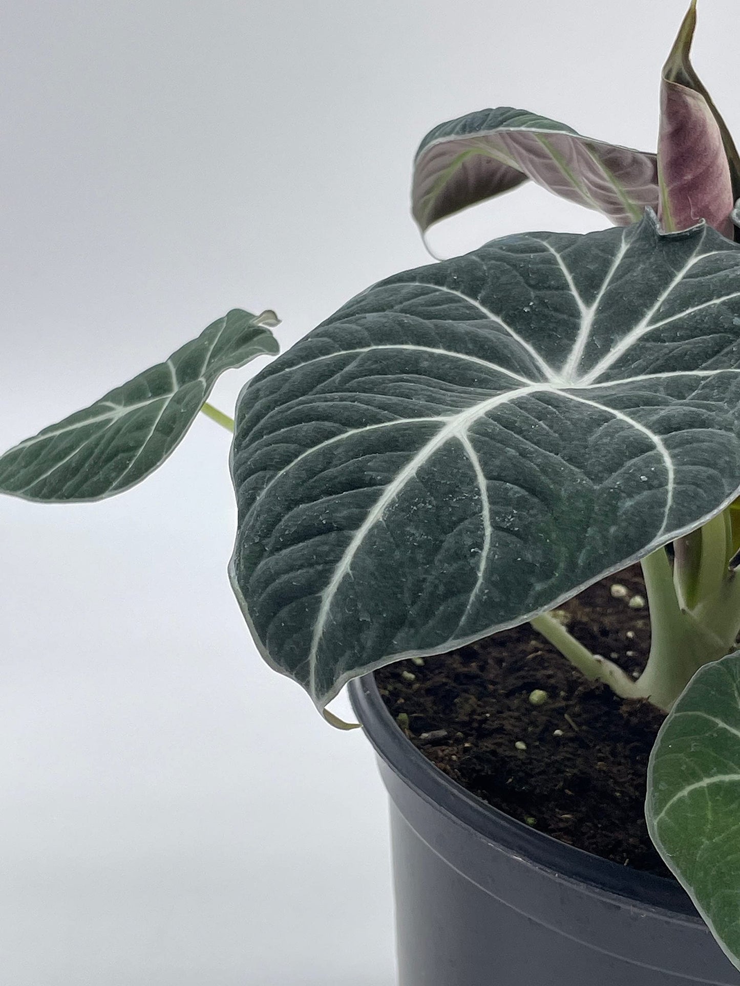 Alocasia Black Velvet in 6 inch Pot