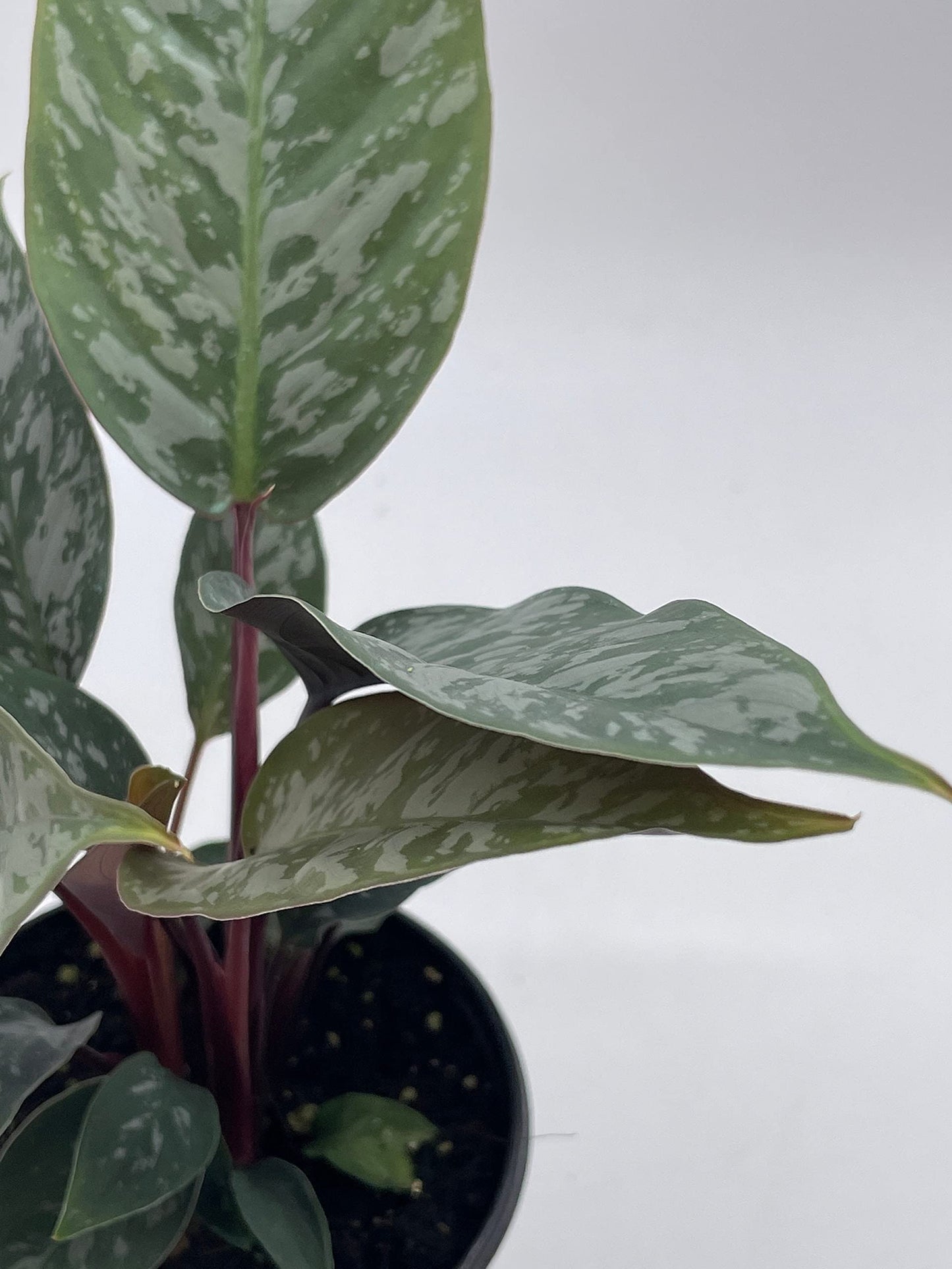 Apoballis Acuminatissima Lavallei, 4 inch, Rare Selby, Beautiful Houseplant